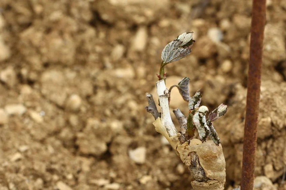 Tender buds frozen dead in Meursault...