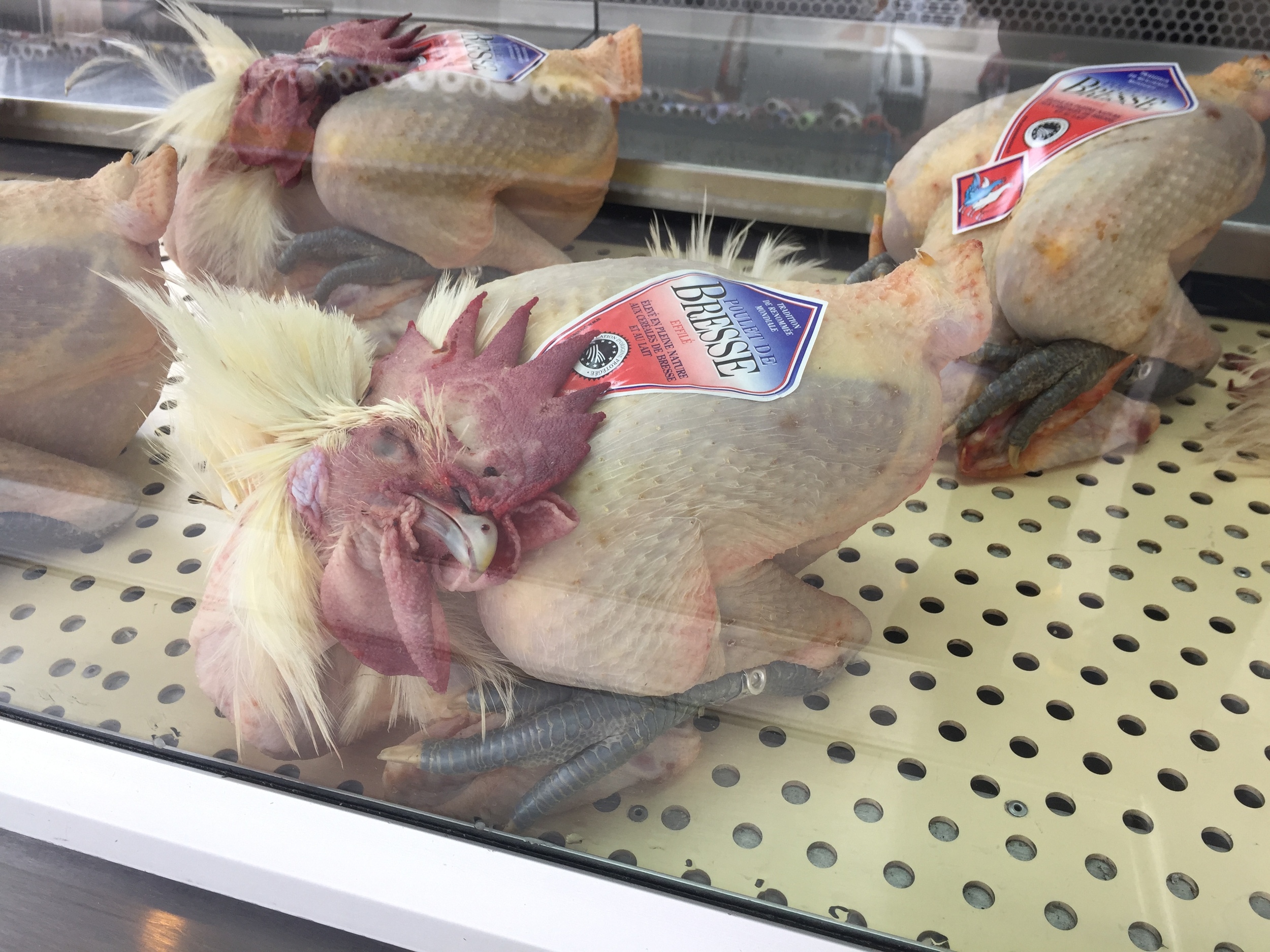 The proverbial Chicken, WITHOUT it's head cut off...