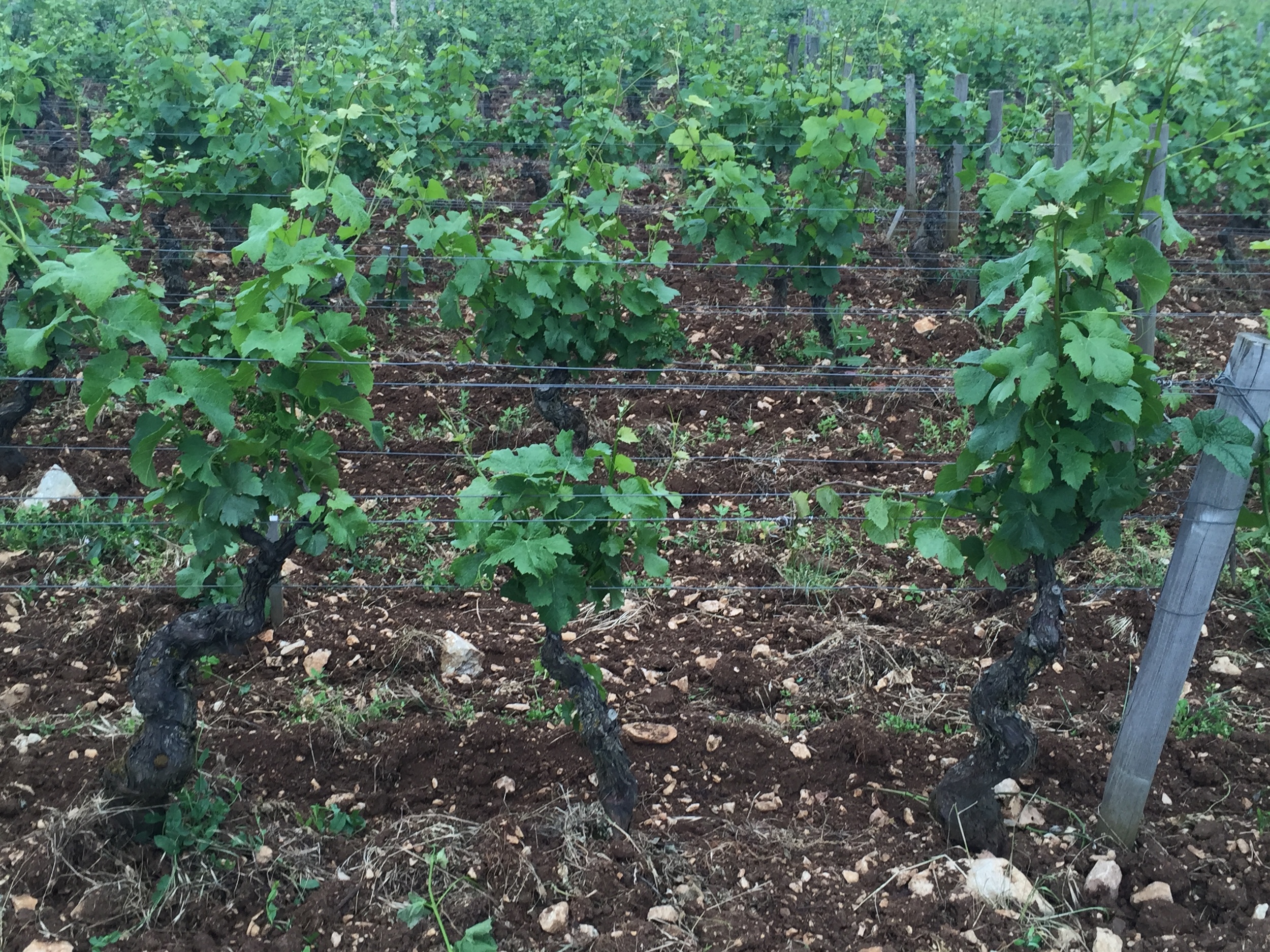 Vines at different stages of development in Amoureuses - some are 4 weeks behind the others...