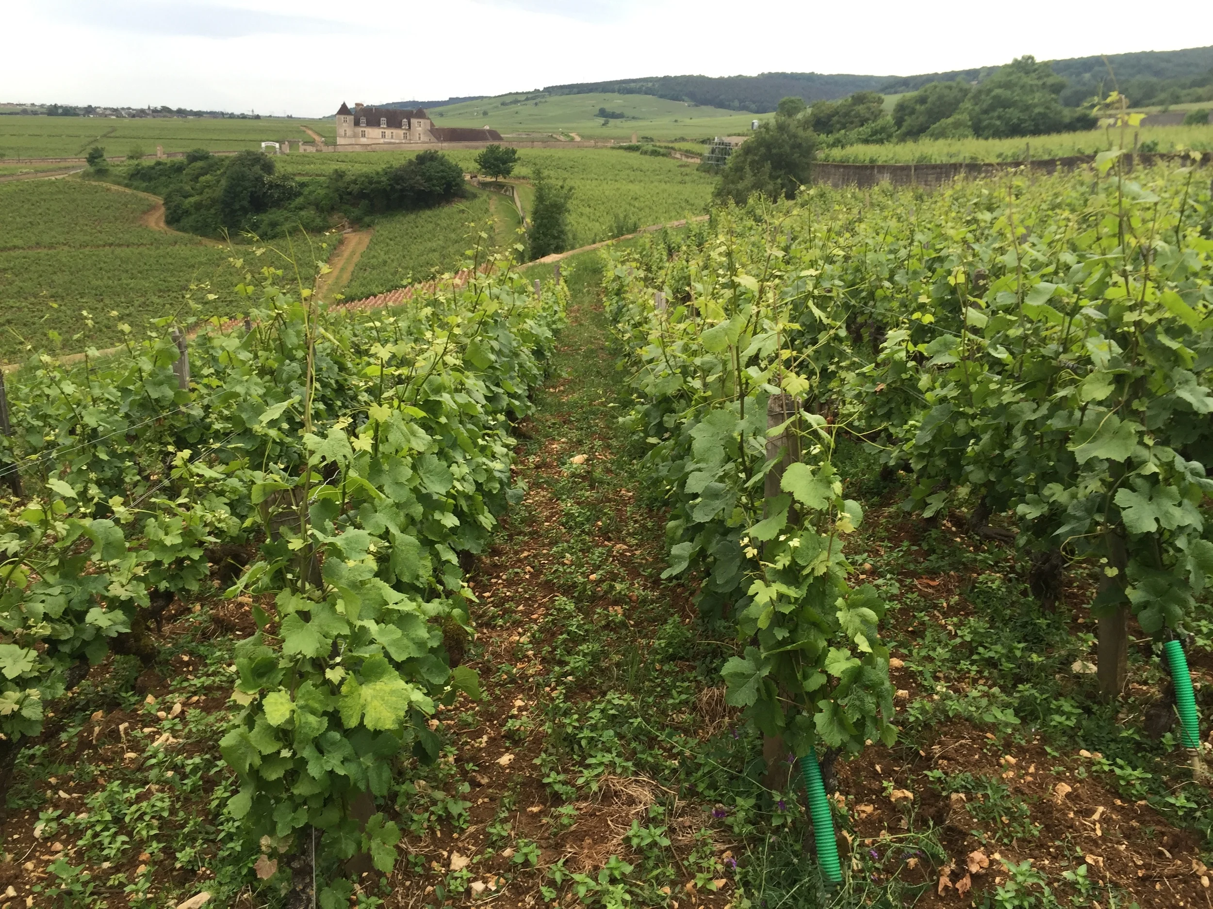 The center of my wine universe - Chambolle-Musigny les Amoureuses