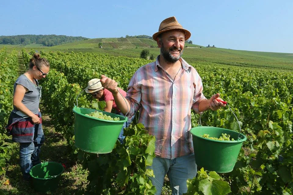 Harvest at Champagne Georges Laval in Cumières