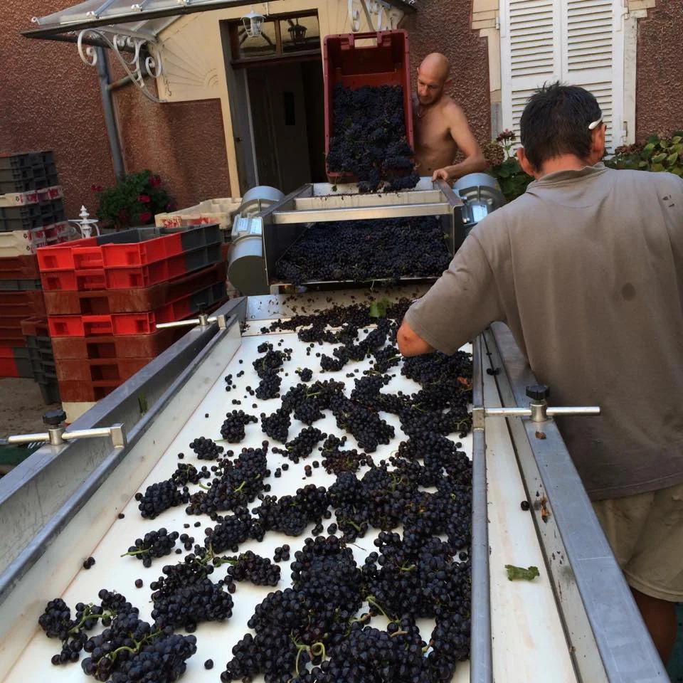 Precious grapes on the sorting line at Huber-Verdereau in Volnay