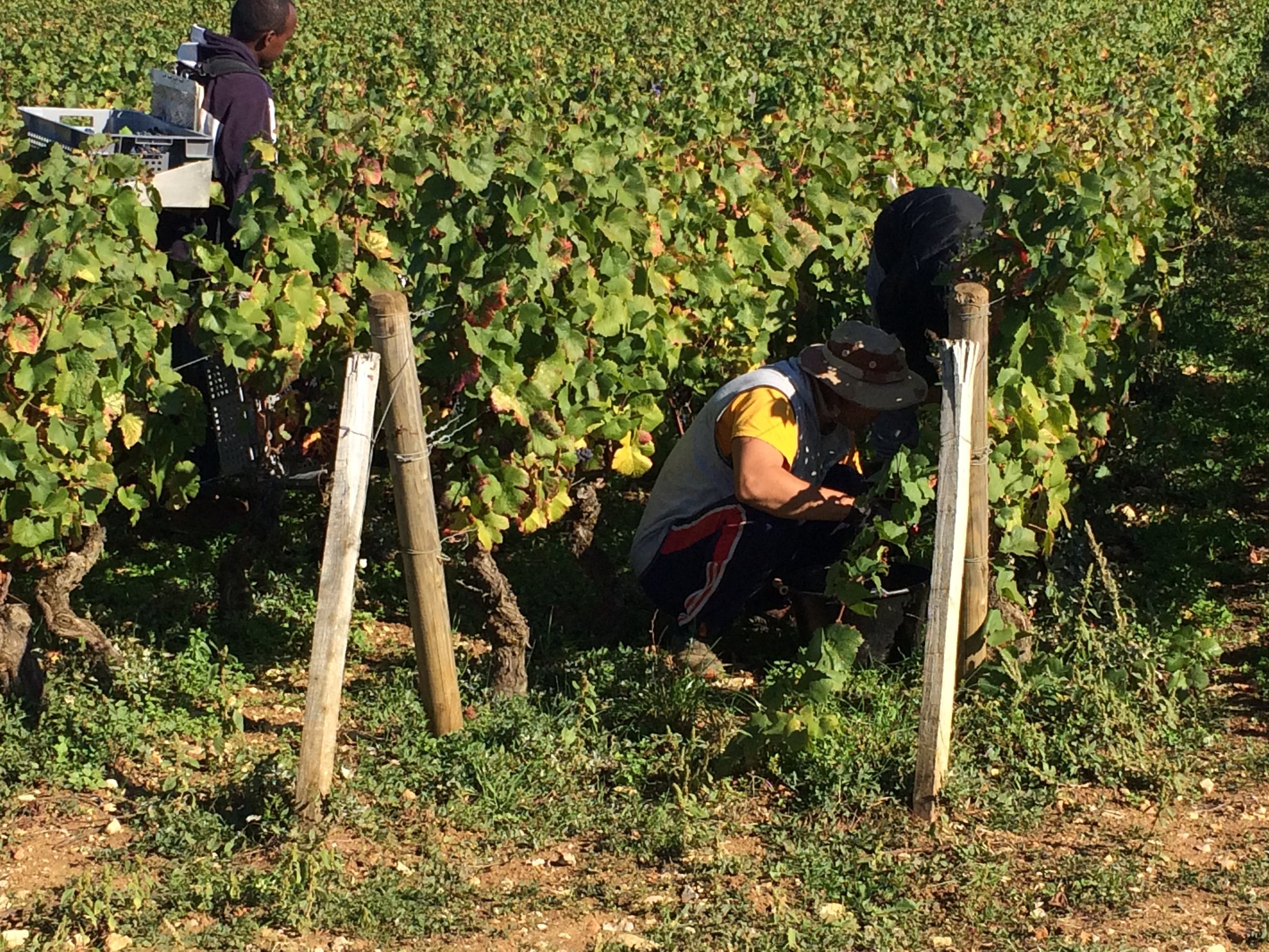 Les Vendangeurs at work today in Chambolle-Musigny