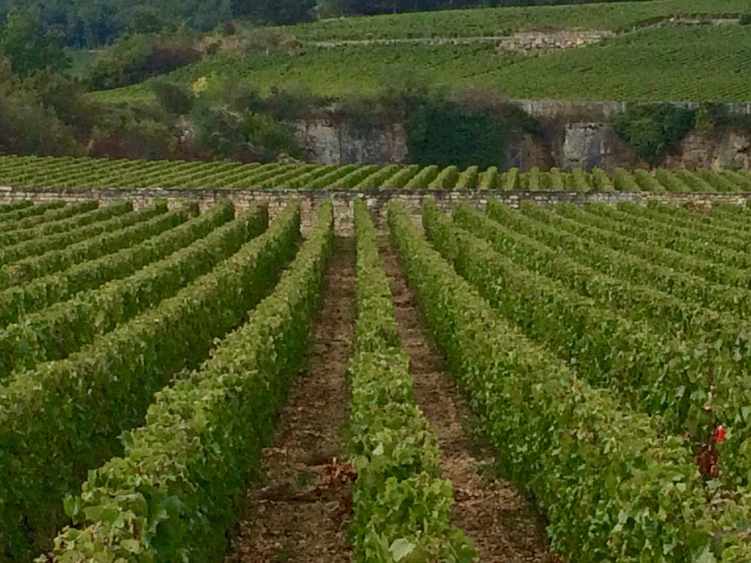 Meursault Perrières - a magical 1er Cru