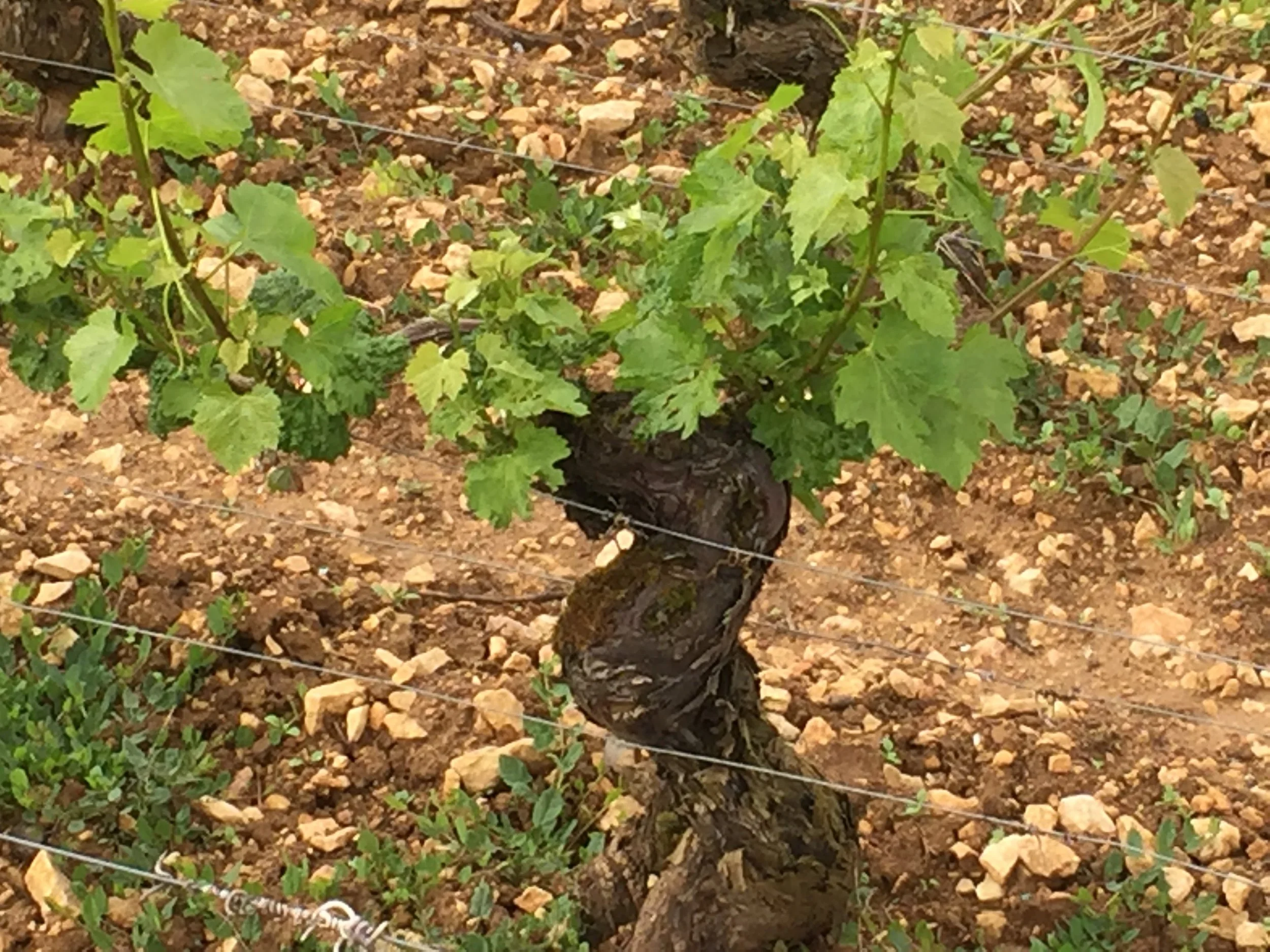 Frost-stunted vines in Volnay - May 2016