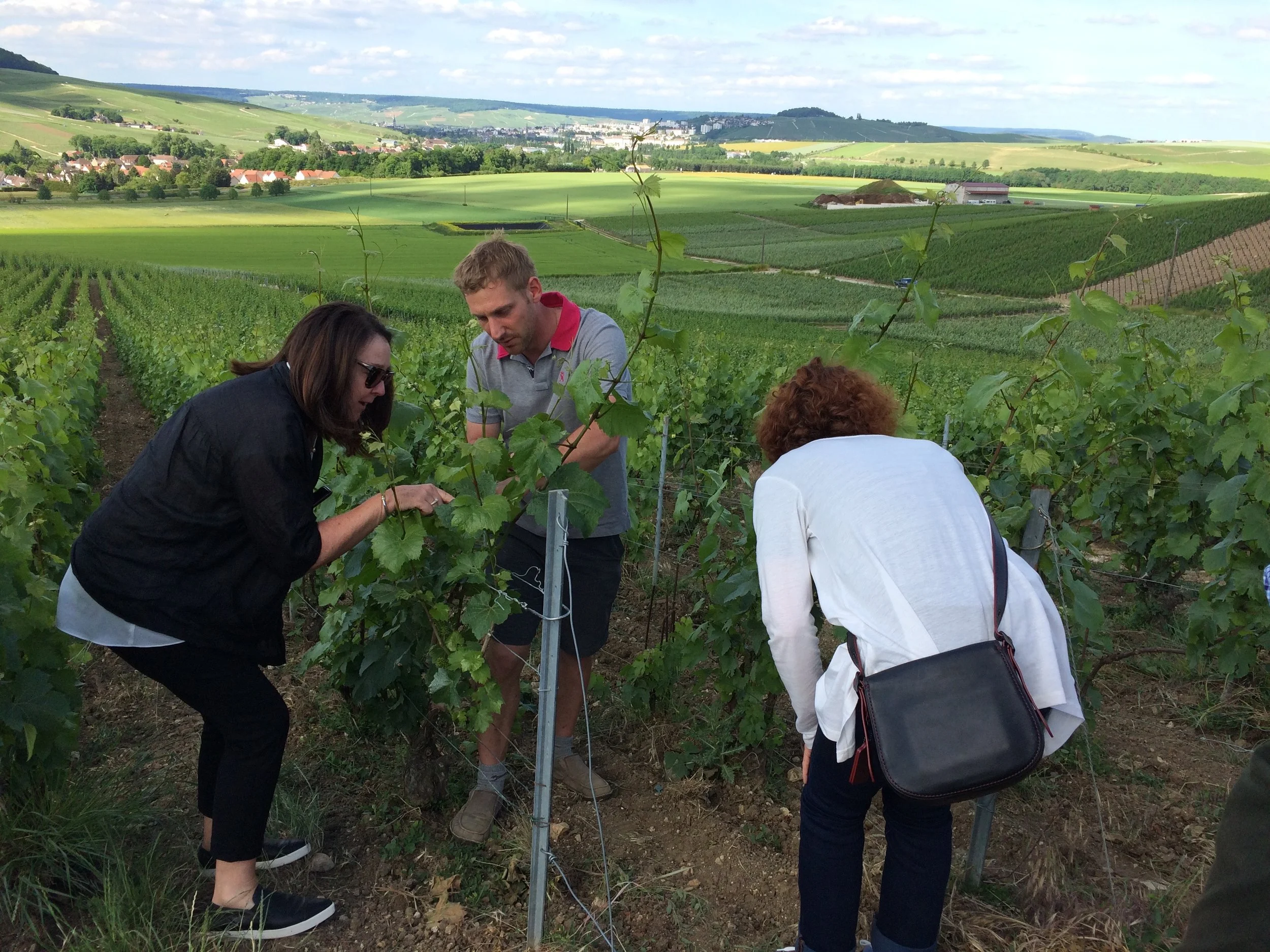 Aurélien showing Judy & Becky his biodynamic vines on the slopes of Chavot