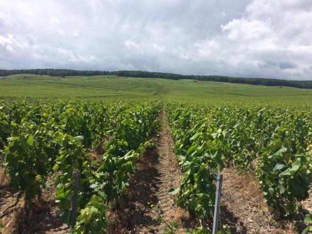 Le Mesnil-sur-Öger - for many it's the Montrachet of Champagne