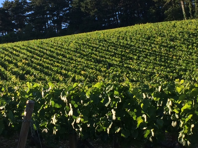 Gorgeous late-afternoon sun over Volnay