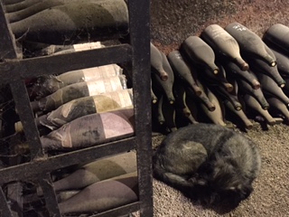 Magnums, Jeros, and Oban the dog, curled up in the cellar at Violot-Guillemard