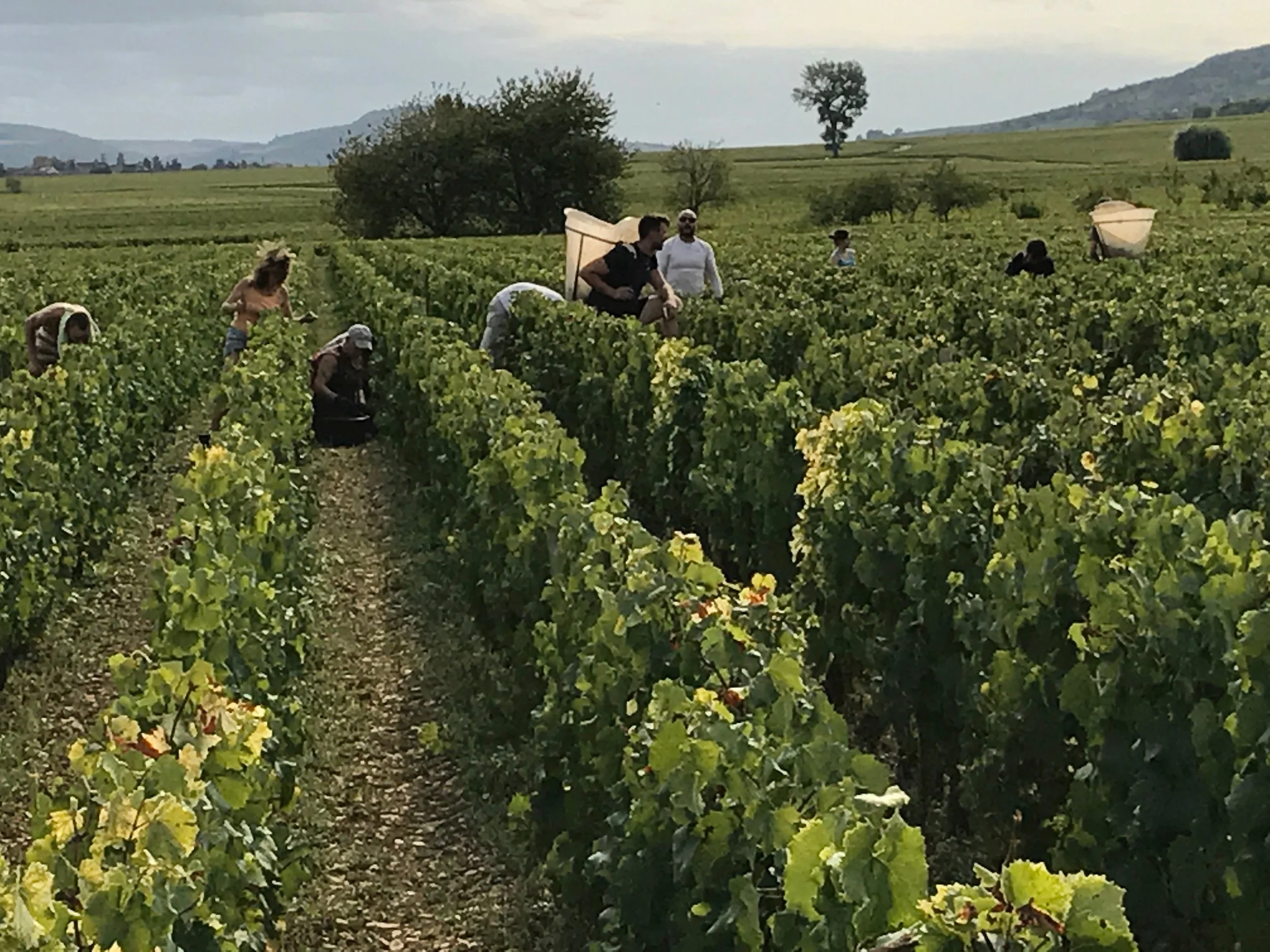 The Buisson-Charles crew harvesting in Meursault yesterday...