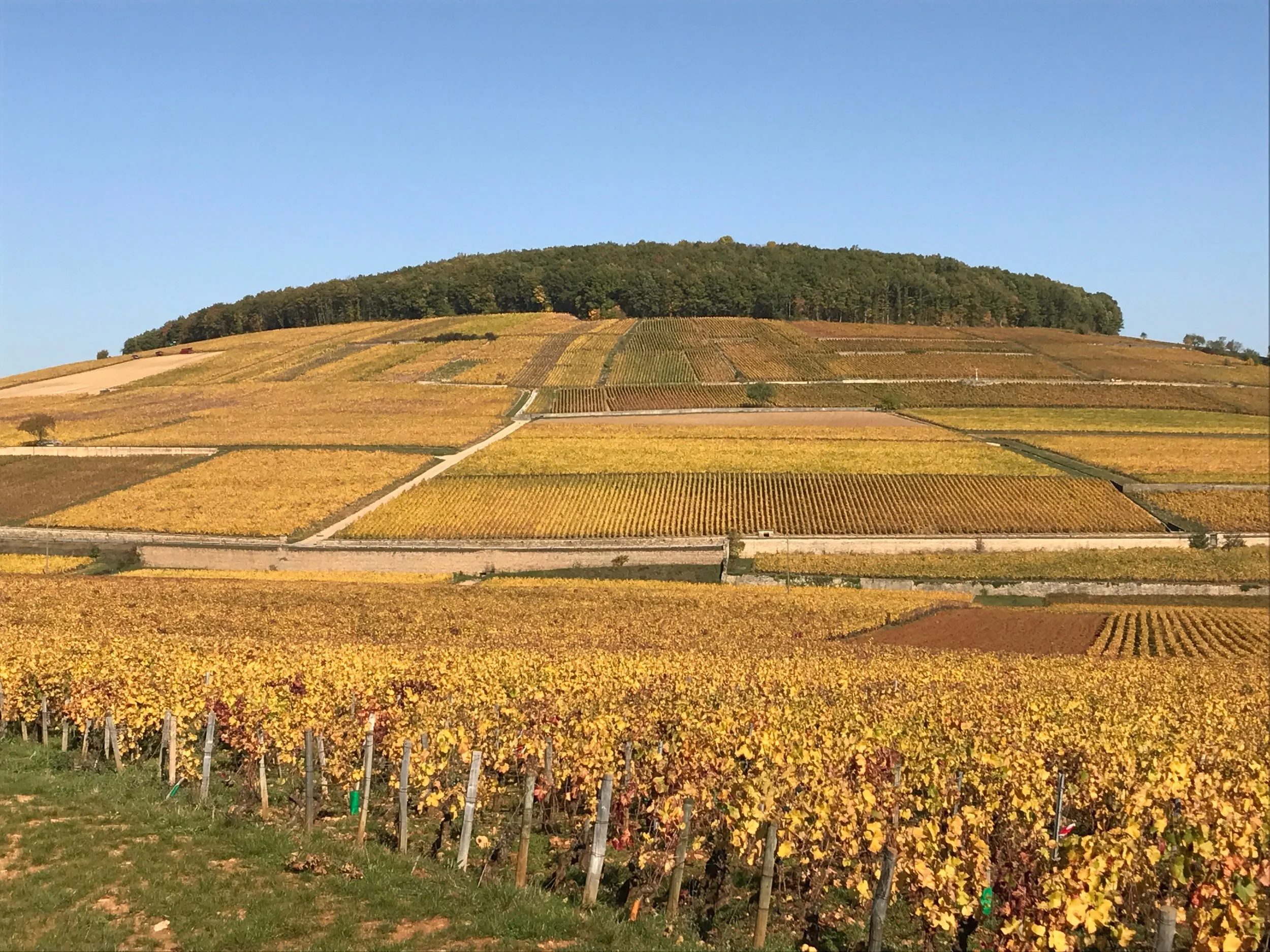 More beauty - the hill of Corton
