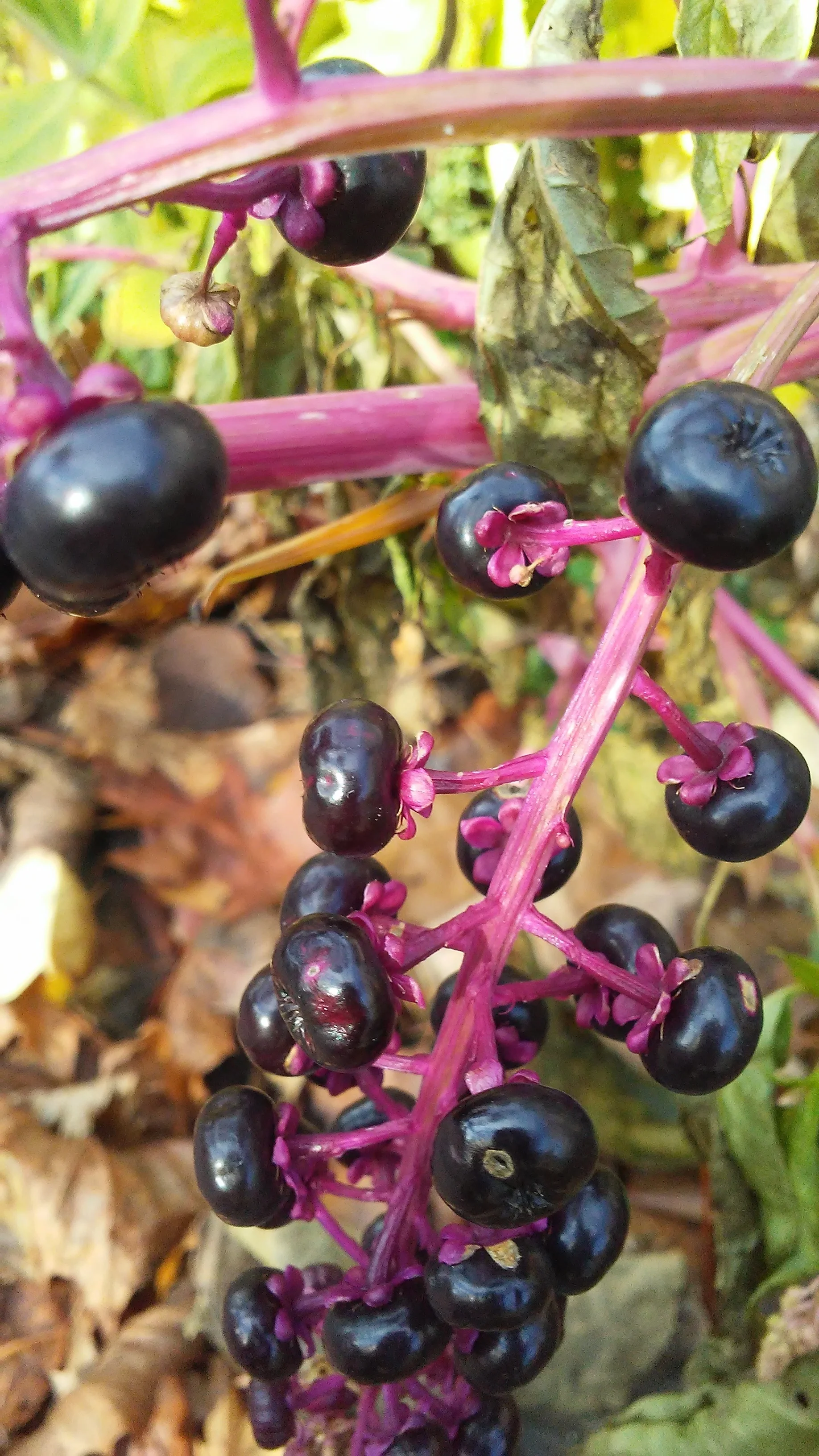 Polk Berries in Mid-Autumn