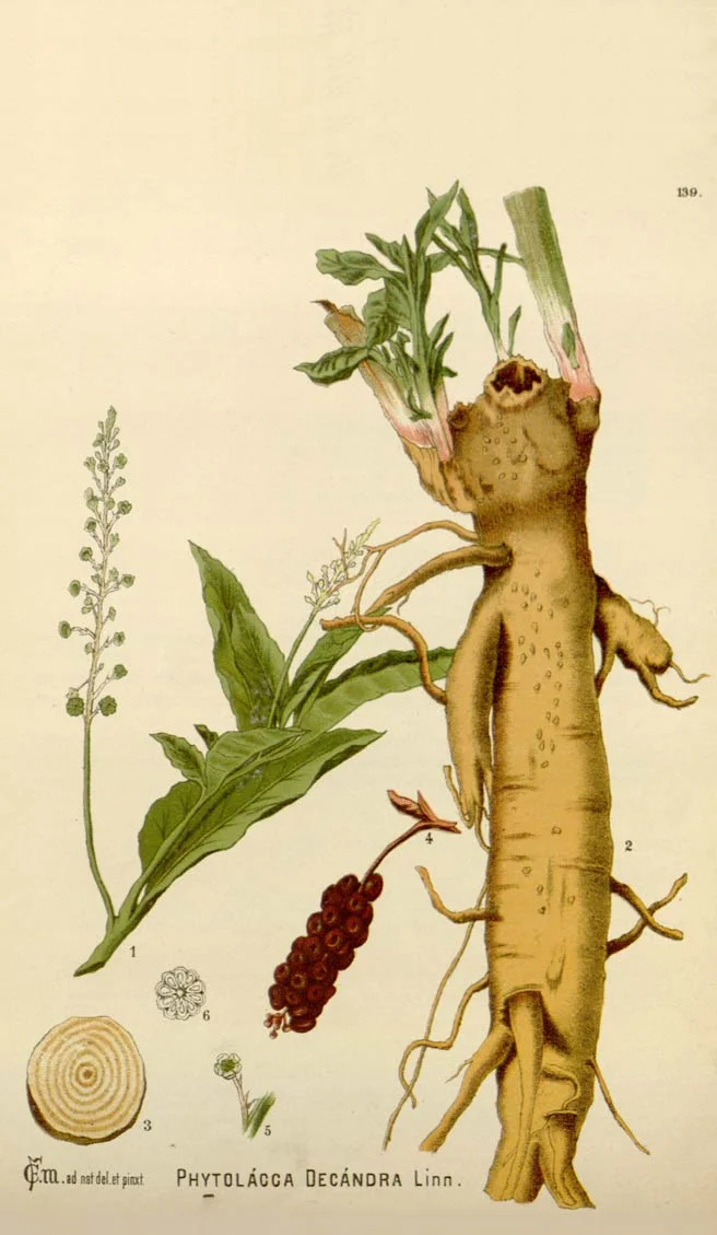 Illustartion of Polk Root