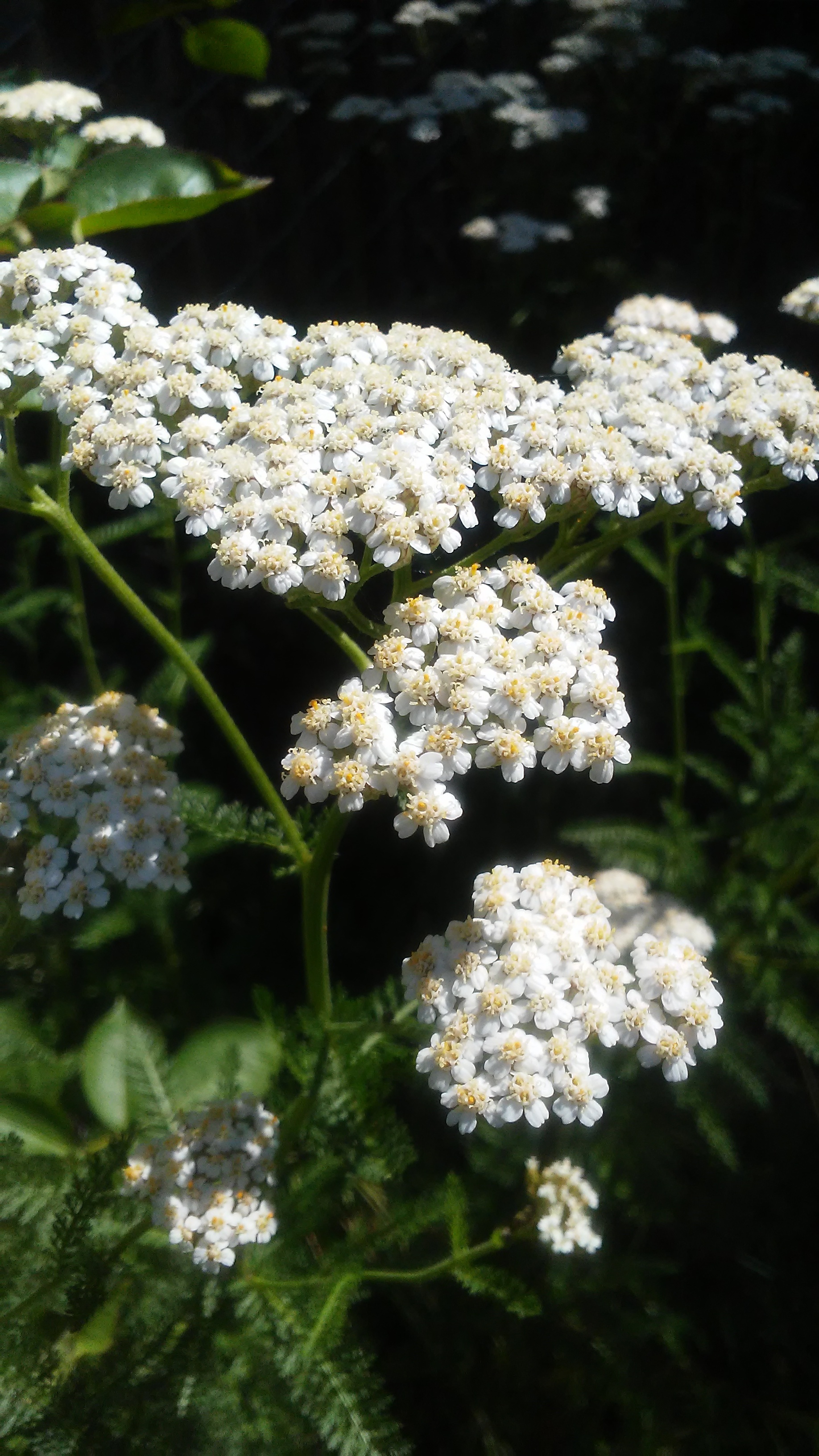 yarrow full bloom.jpg