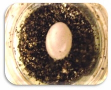 Southern alligator lizard ( Elgaria multicarinata ) hatching