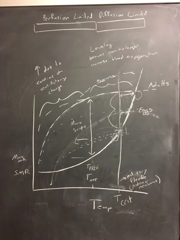 Original chalk-board drawings of our ideas