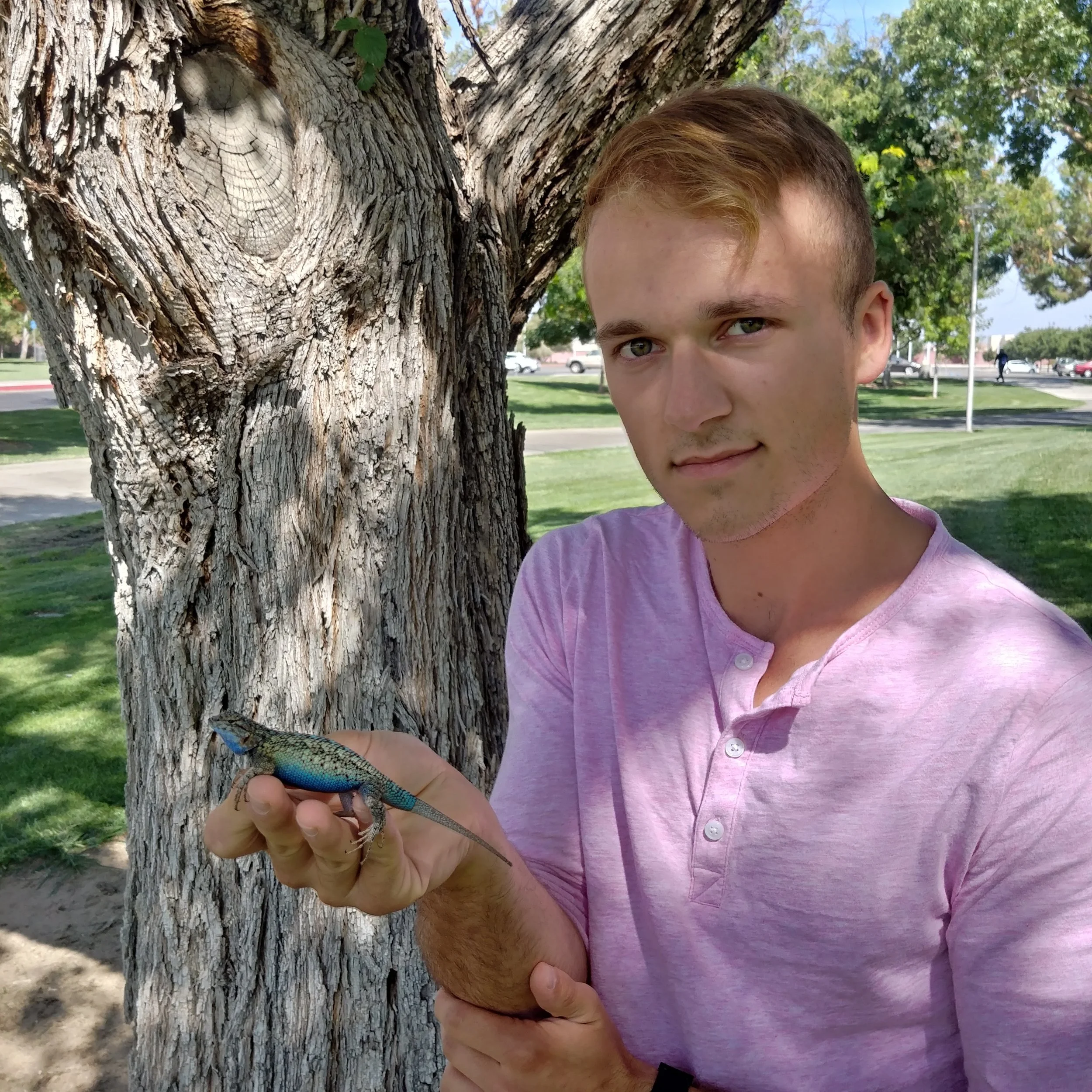 Dalton holding an impressive male Western Fence Lizard ( Sceloporus occidentalis ) on the Fresno State campus.