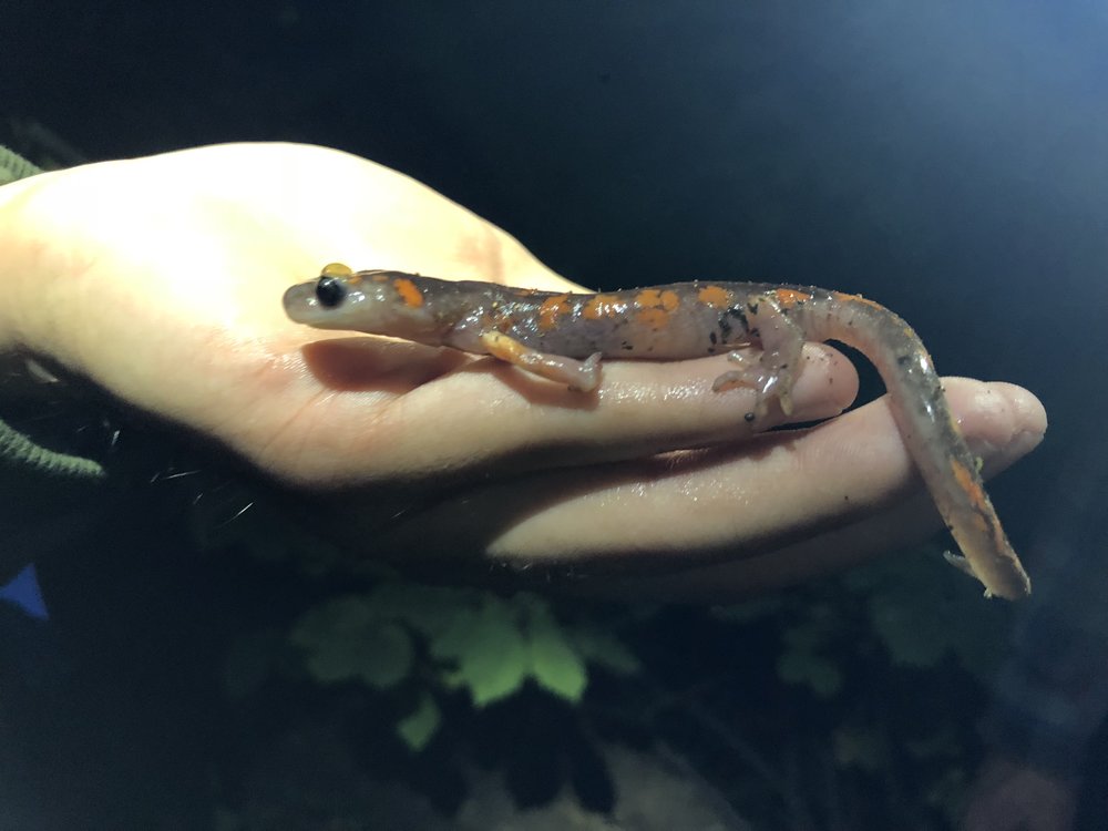 Sierra Nevada Ensatina salamander (Ensatina escholtzii platensis)