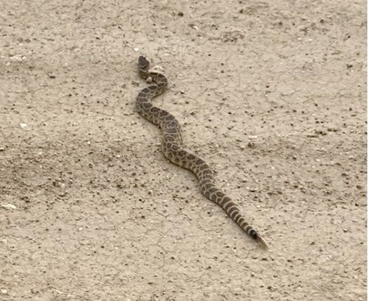 Crotalus oreganus.jpg