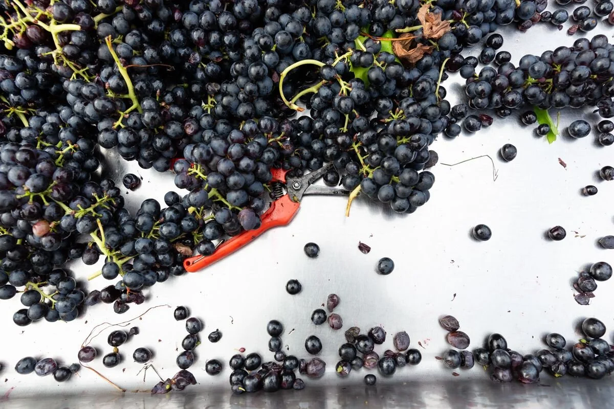 grapes on sorting table.jpeg