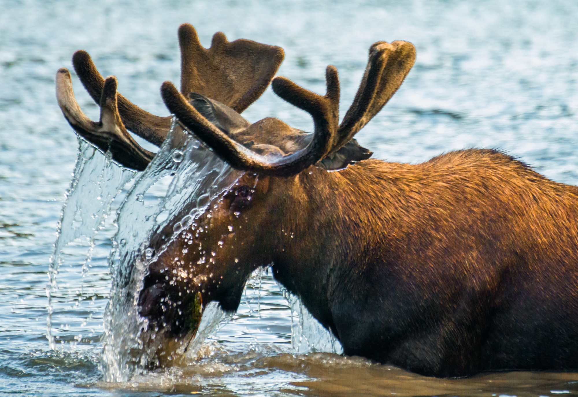 GlacierNP_072217._CVB6236.jpg