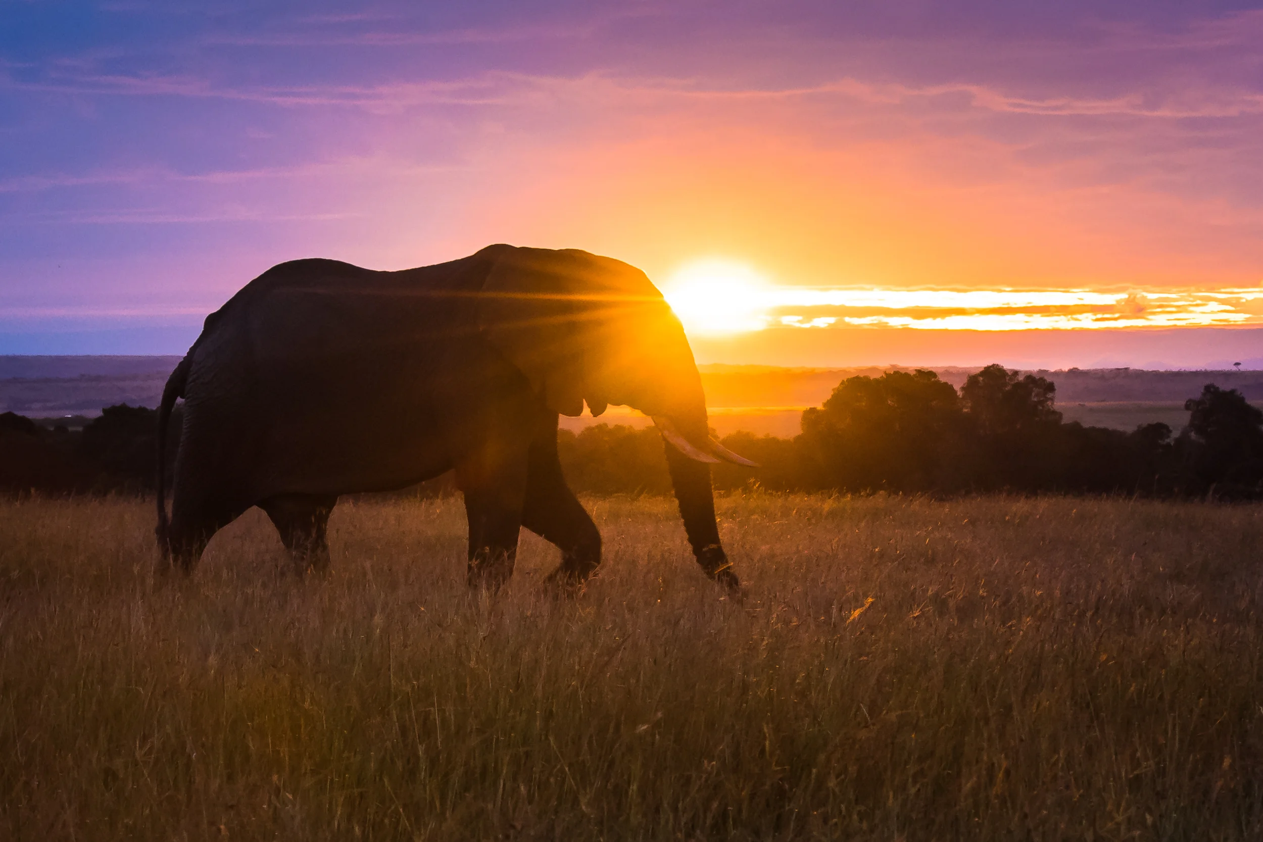 Good Morning in the Mara.2500px.jpg