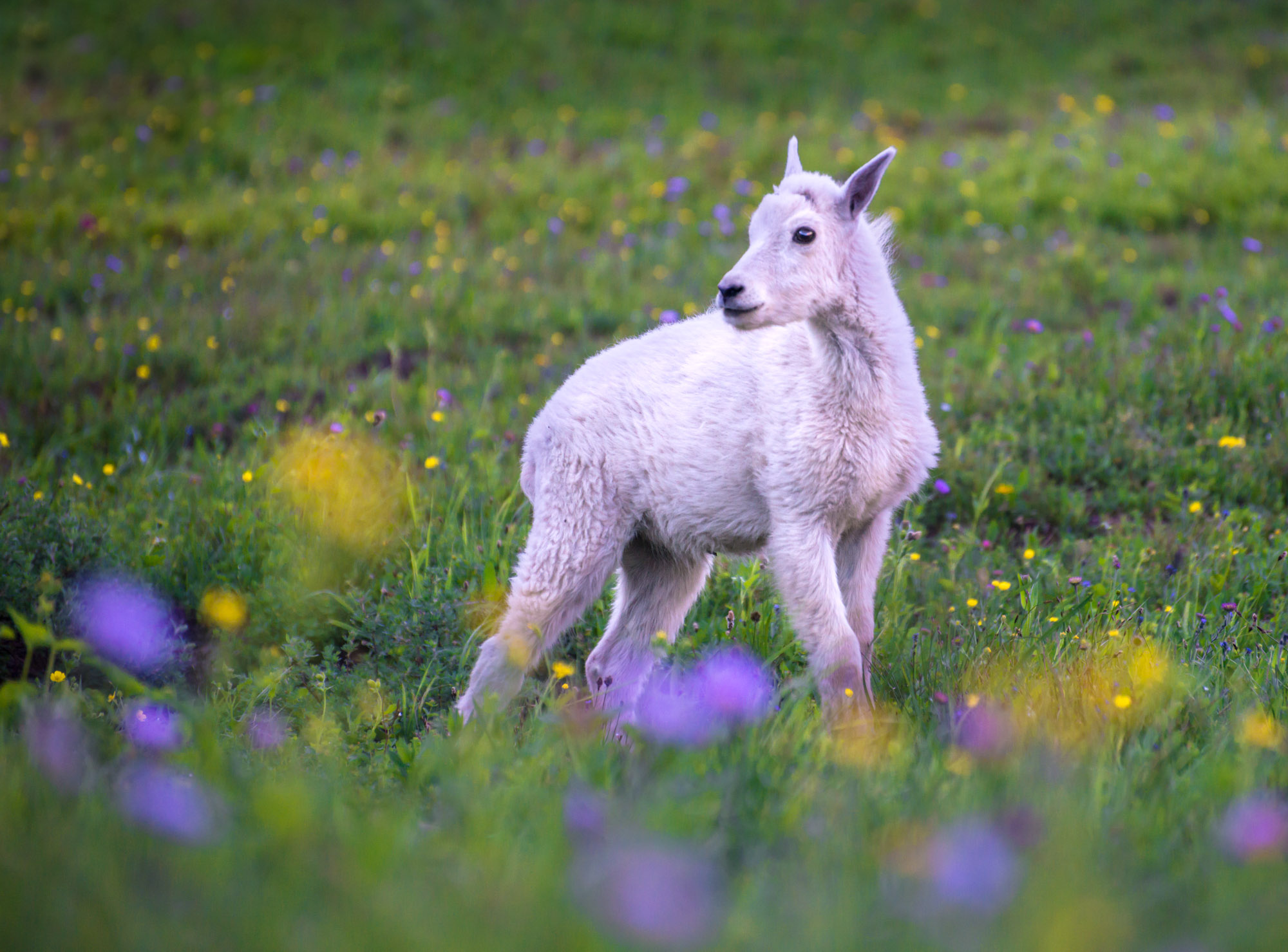 GlacierNP.WorkshopSummer-22.jpg