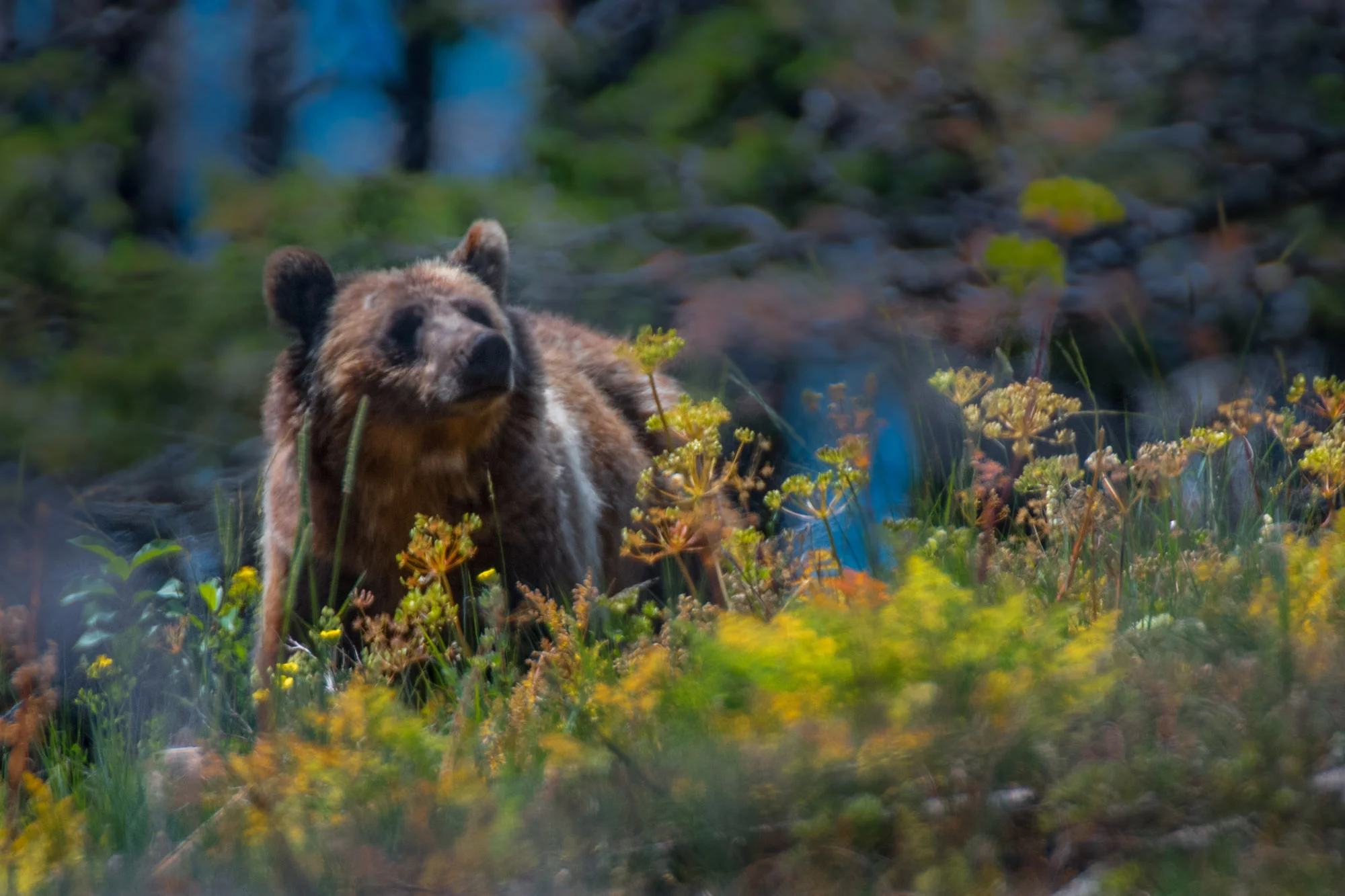Glacier Fall 2019 Workshop