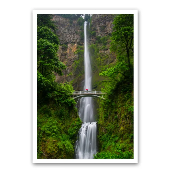 Multnomah in the Rain