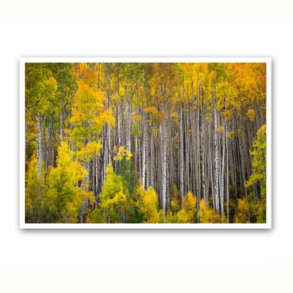 Autumn Aspens