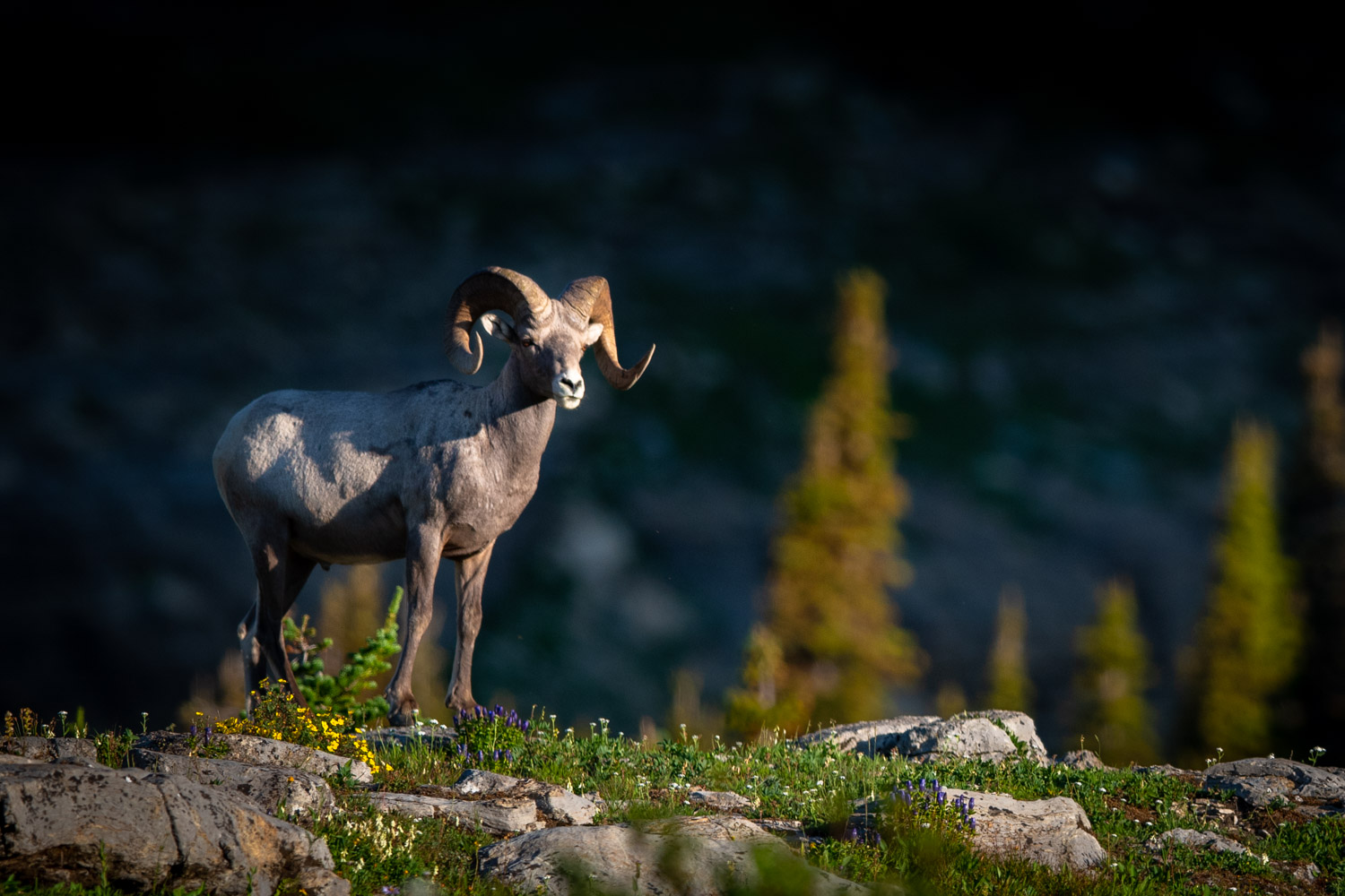 Glacier.Summer2020-1-3.jpg