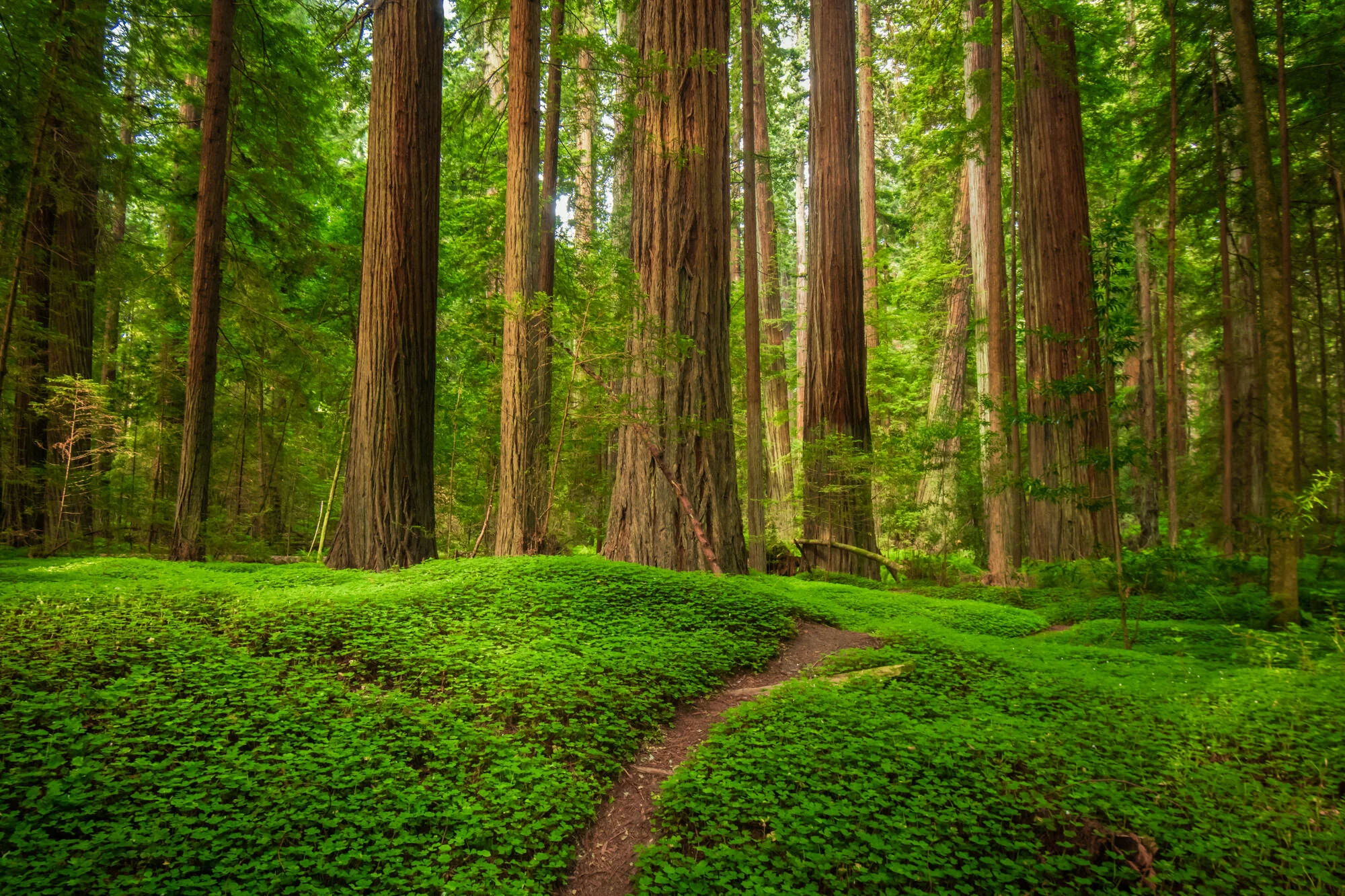 Redwoods.062619._CVB5132-EditSquarespace.2000px.100quality.mini.jpg