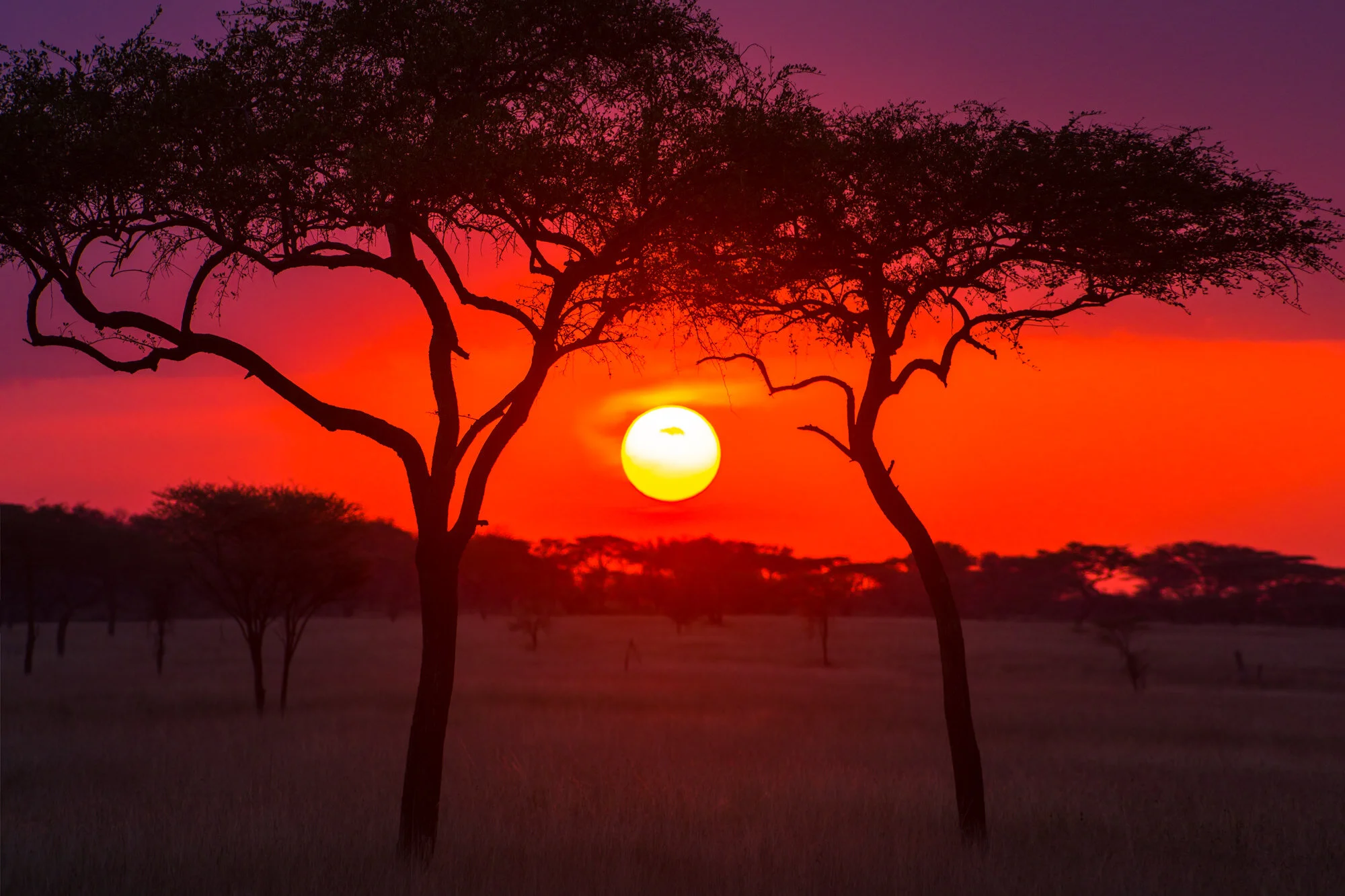 Serengeti Sunset