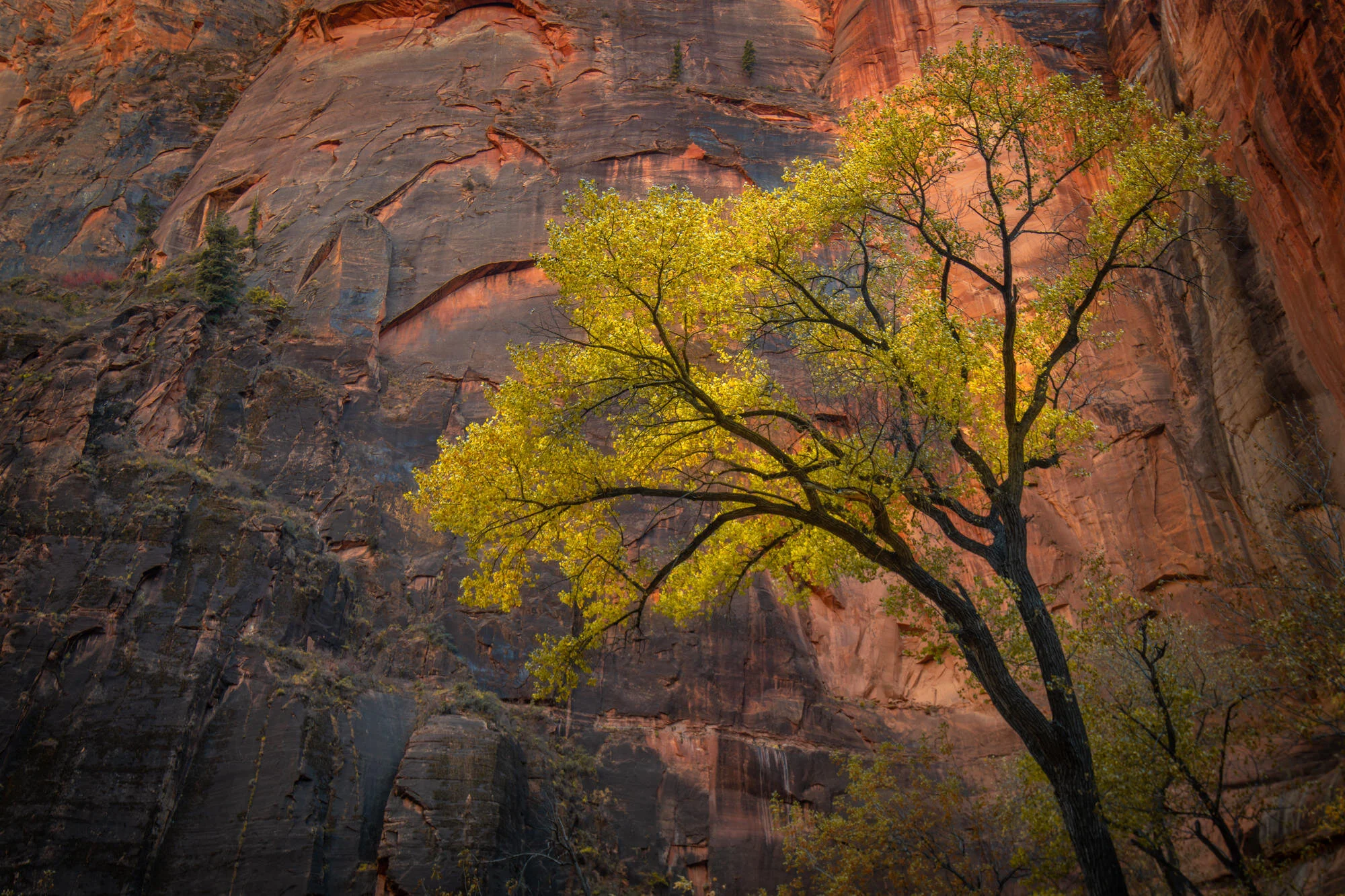 Zion_20191106__CVB5661.Squarespace.2000px.100quality.mini.jpg