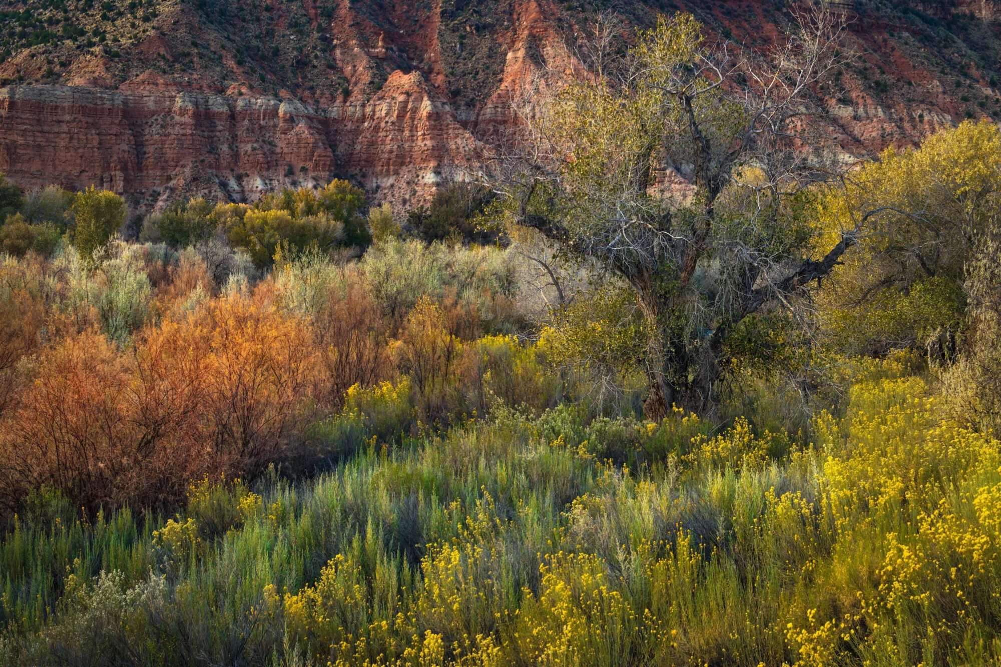 Desert Brush