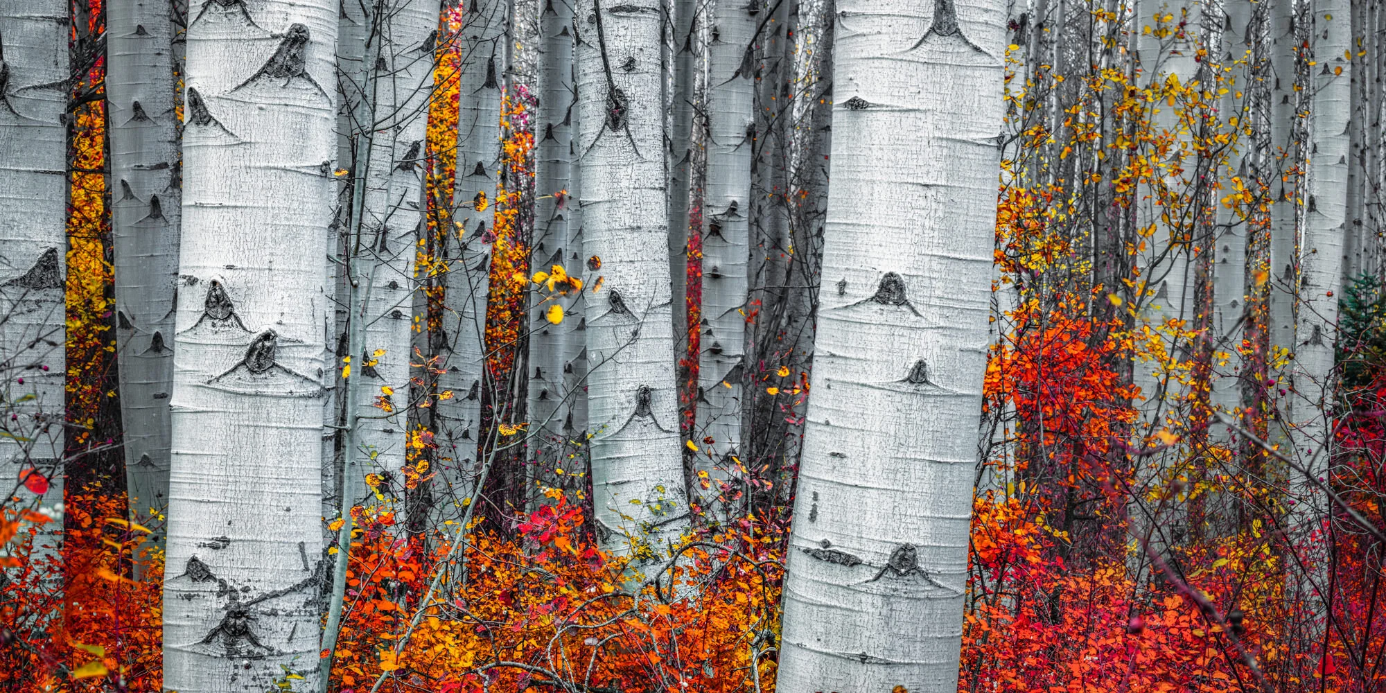 Dalliance (Panoramic) 