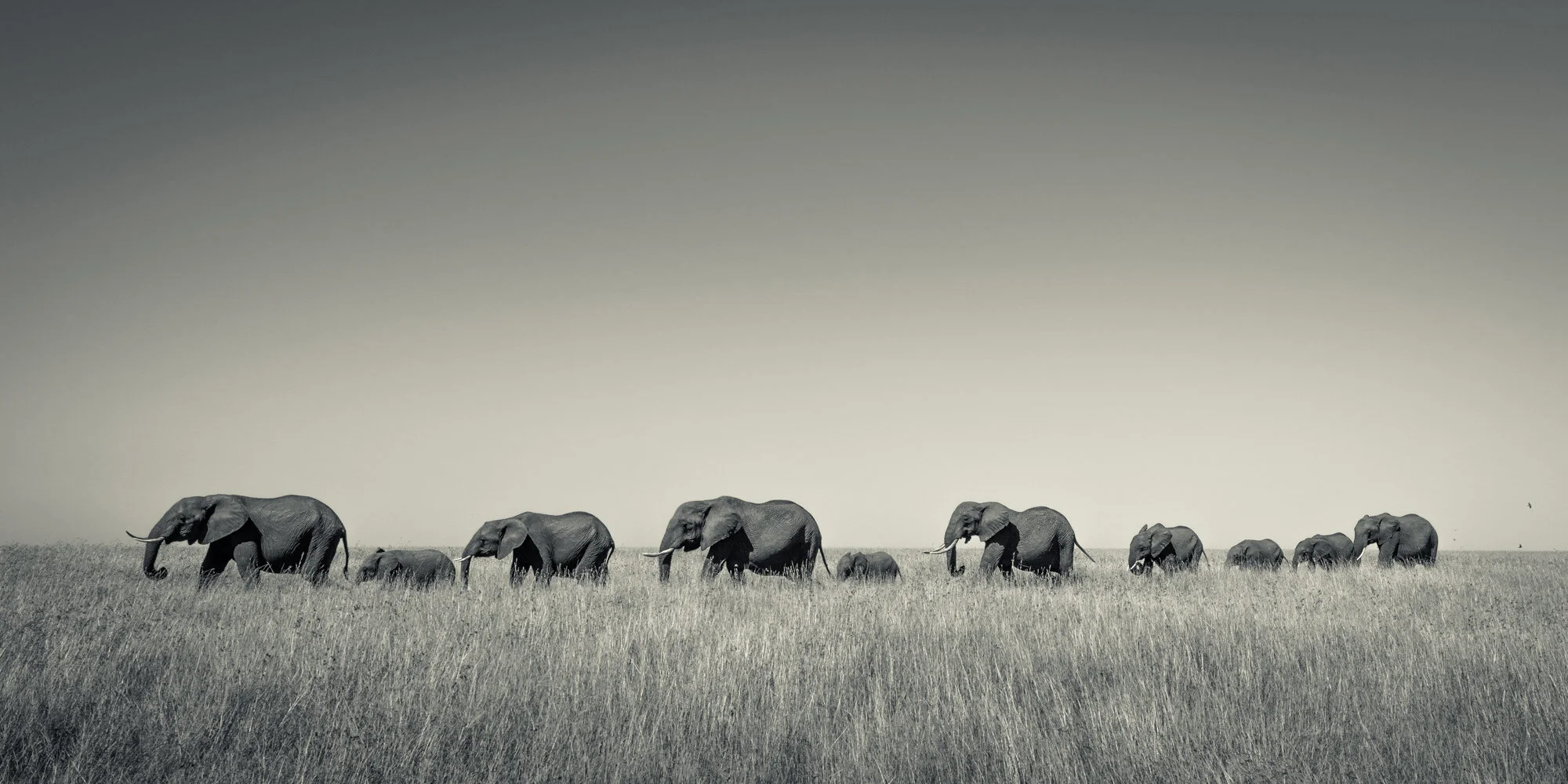 Pachyderms on Parade (Panoramic) 