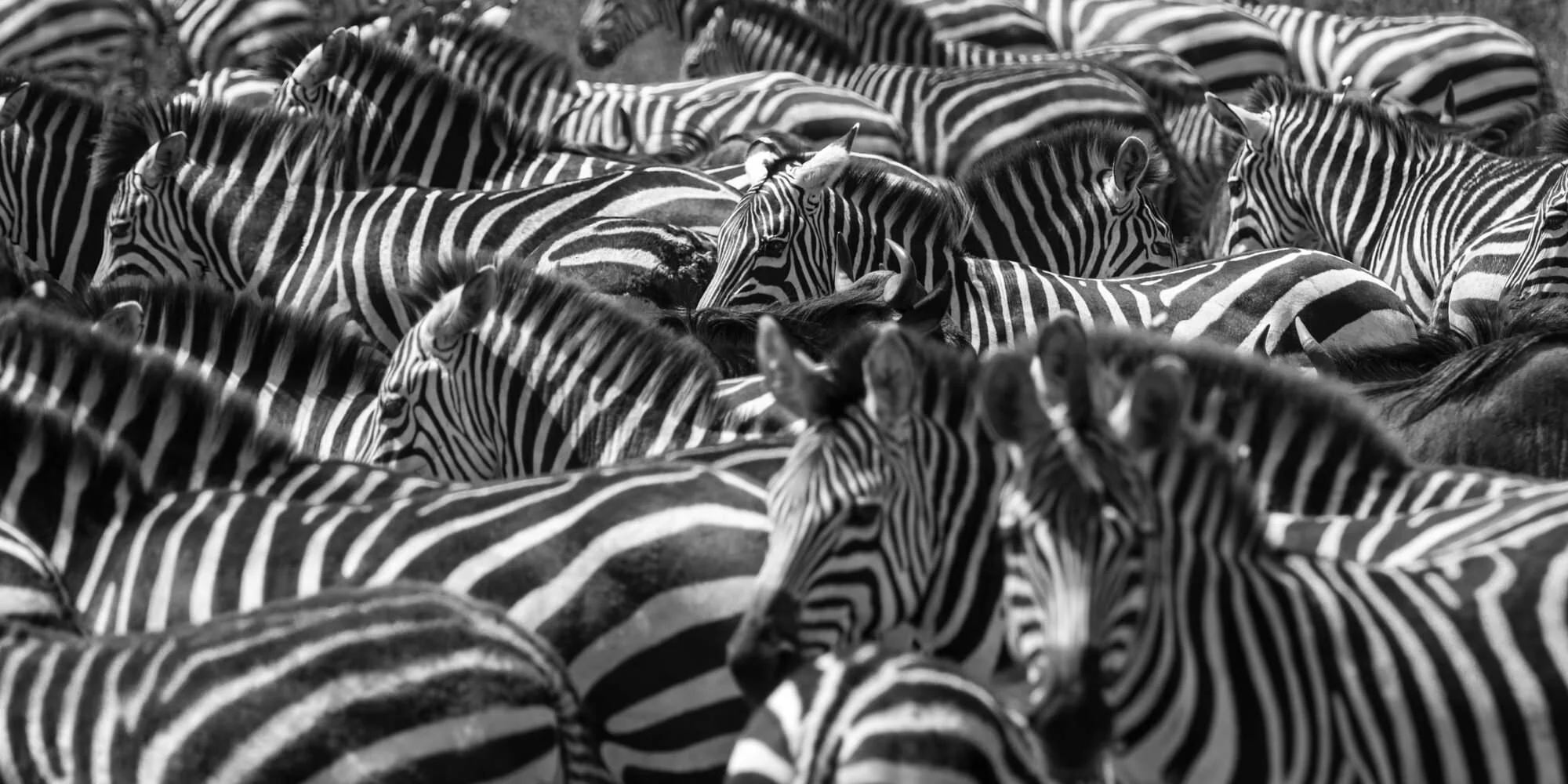 Migration (Panoramic) 