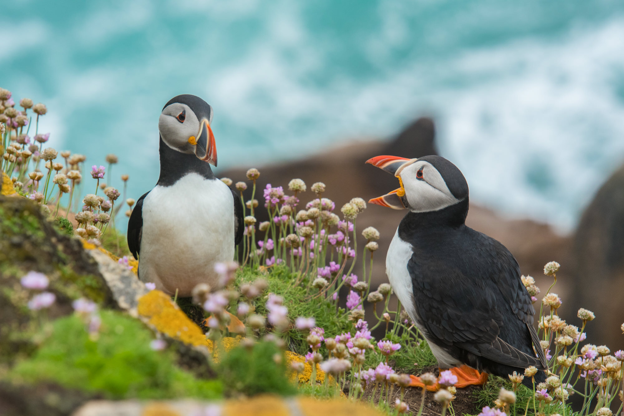 Puffin.2000px.mini-2.jpg