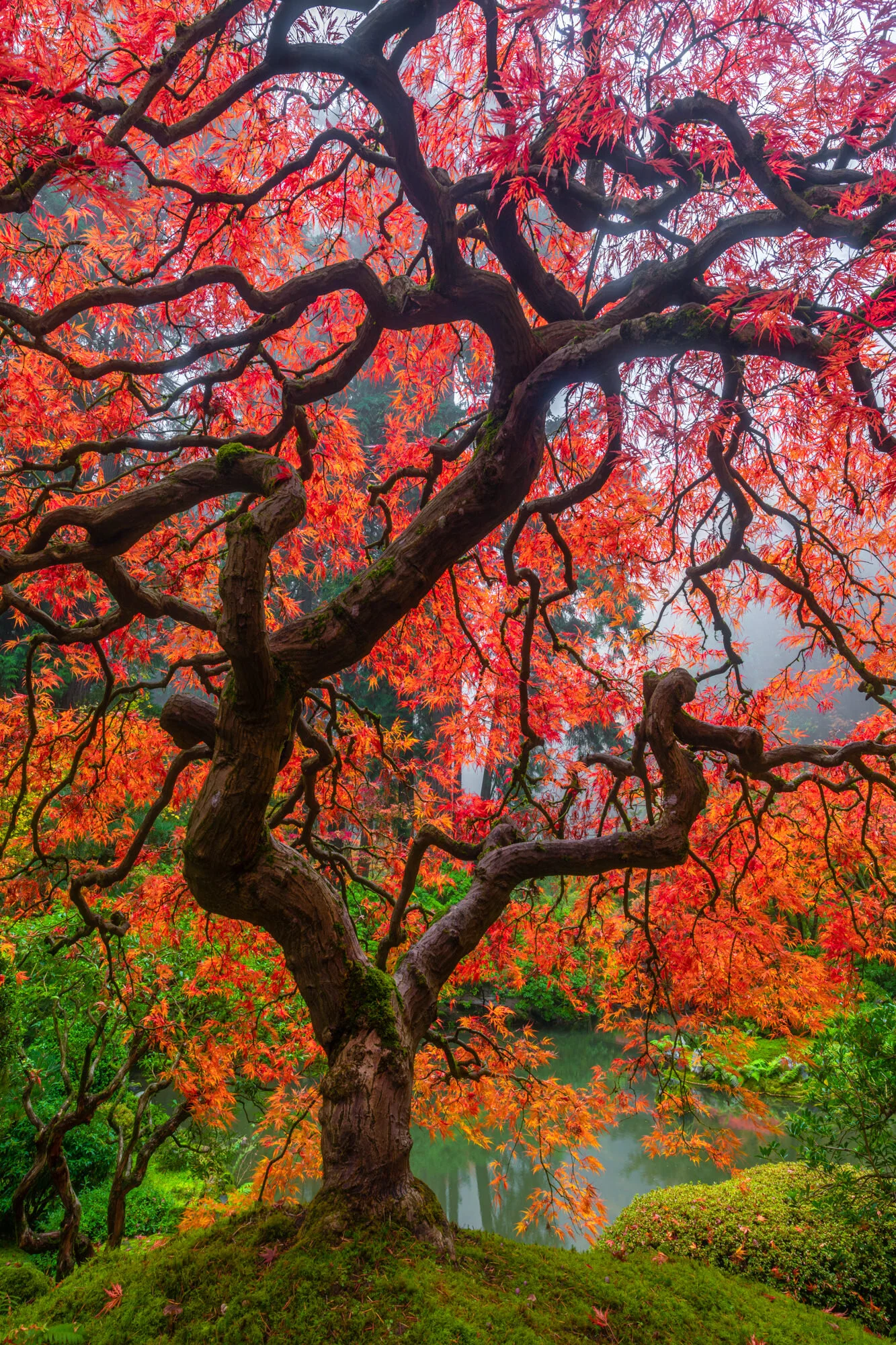 Oregon_20191022__CVB3875.Squarespace.2000px.100quality.mini.jpg