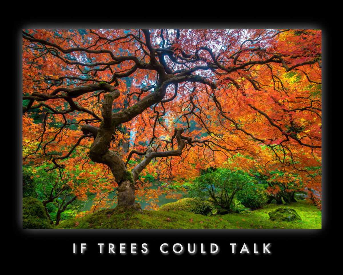 If Trees Could Talk 2.Squarespace.1200px.100quality.mini.jpg