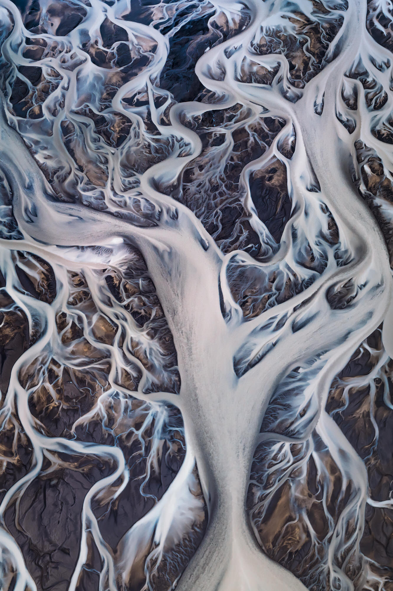 Tree of Life