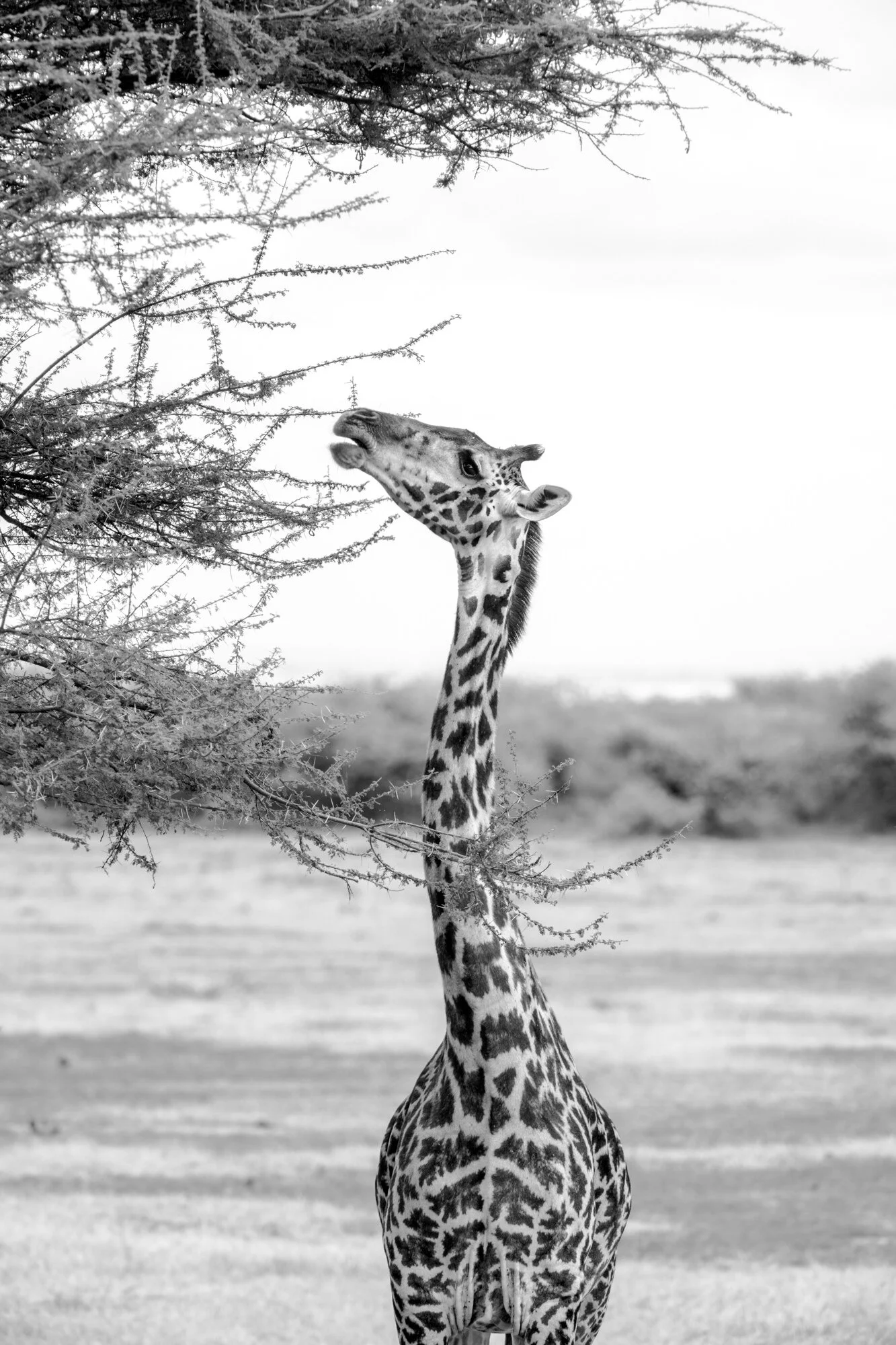 Giraffe Eating Acacia
