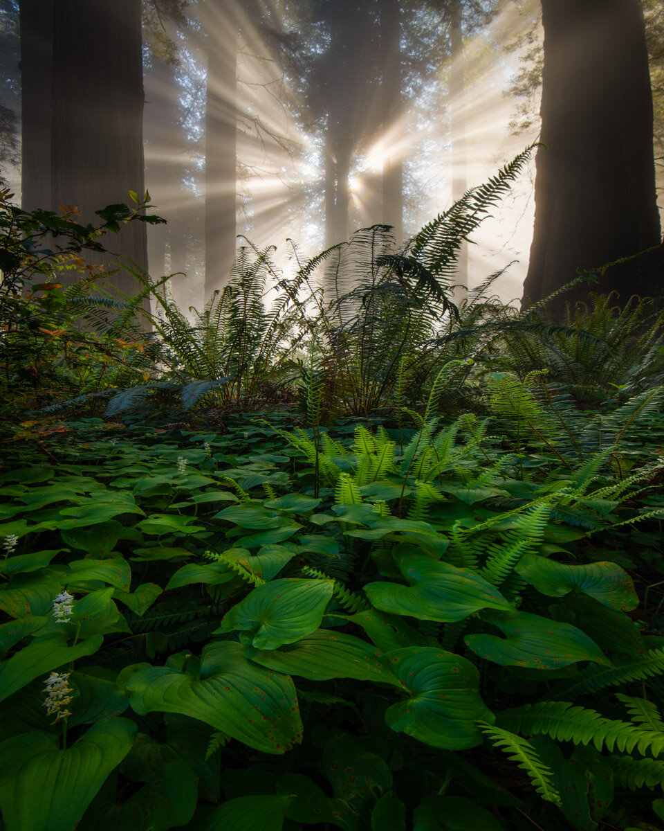 OregonCoast.1200-4.jpg