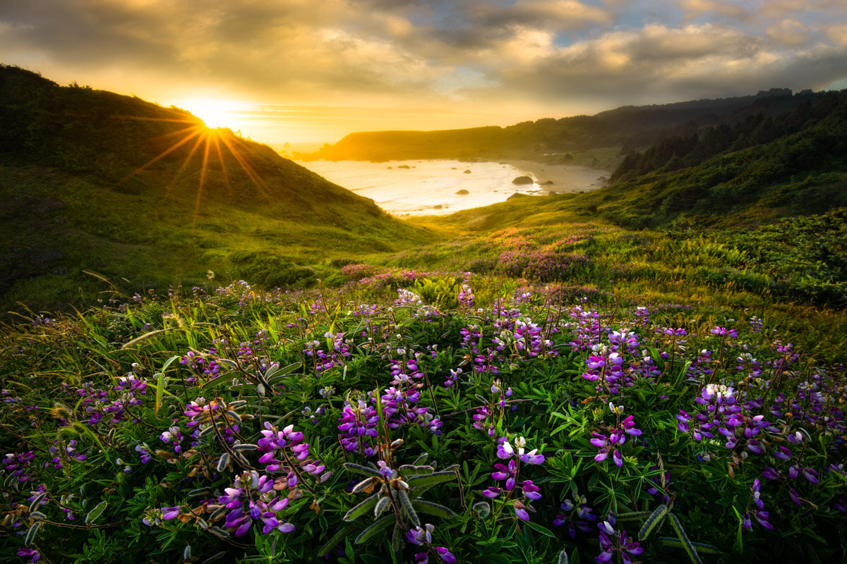 OregonCoast.1200-5.jpg