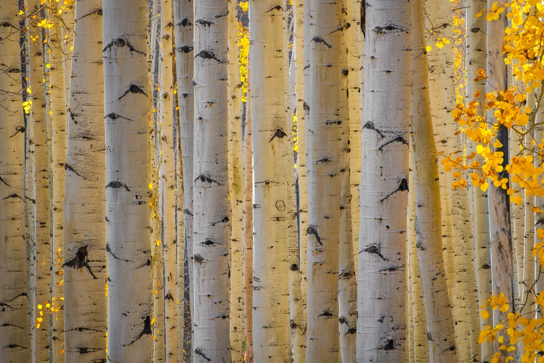 Aspen Dreams