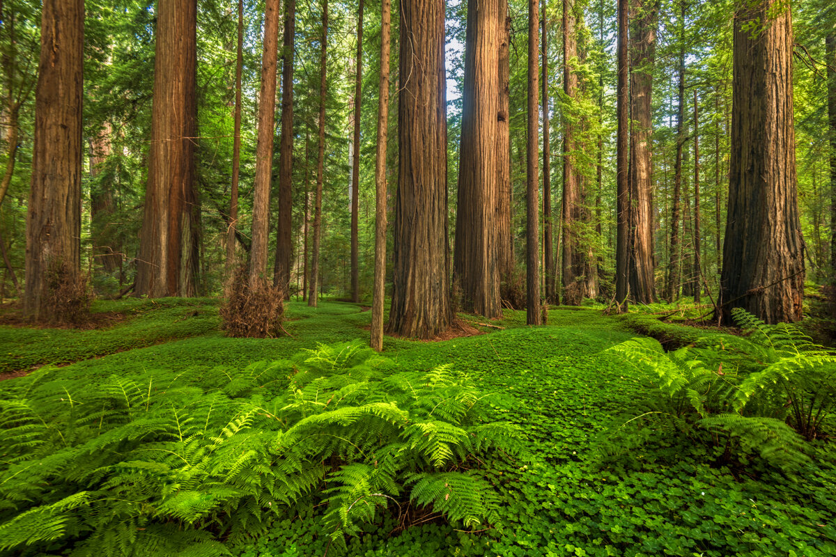 Redwoods.1200px-20.jpg