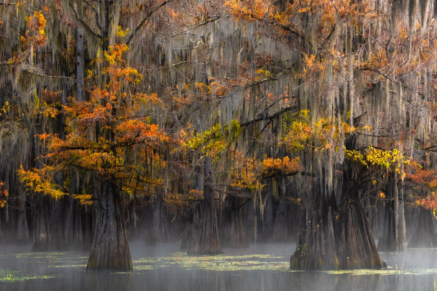 Beauty on the Bayou Workshop (Nov 9 - 13, 2026)