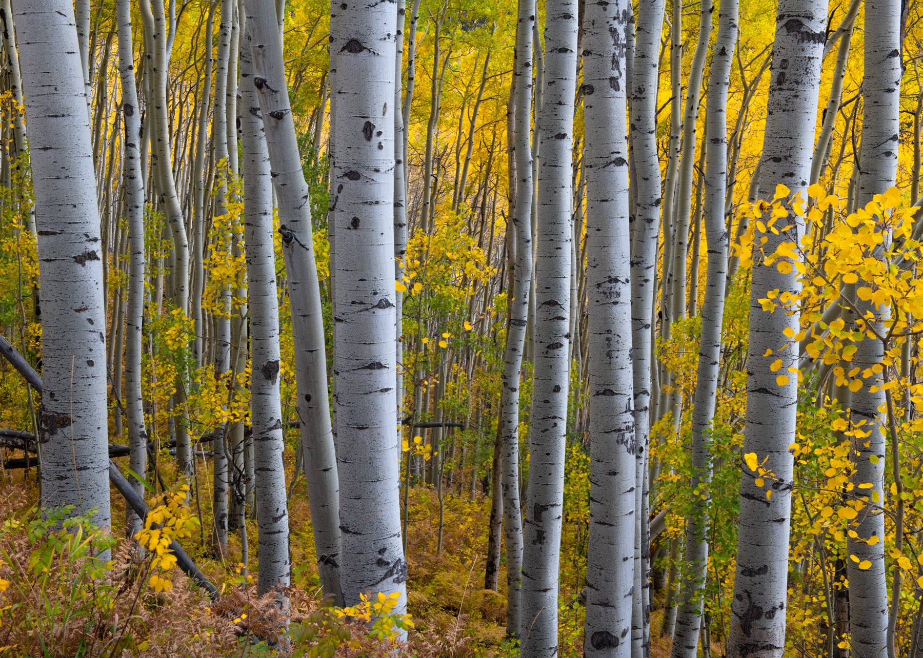 Colorado.Workshop.1800px-2.jpg