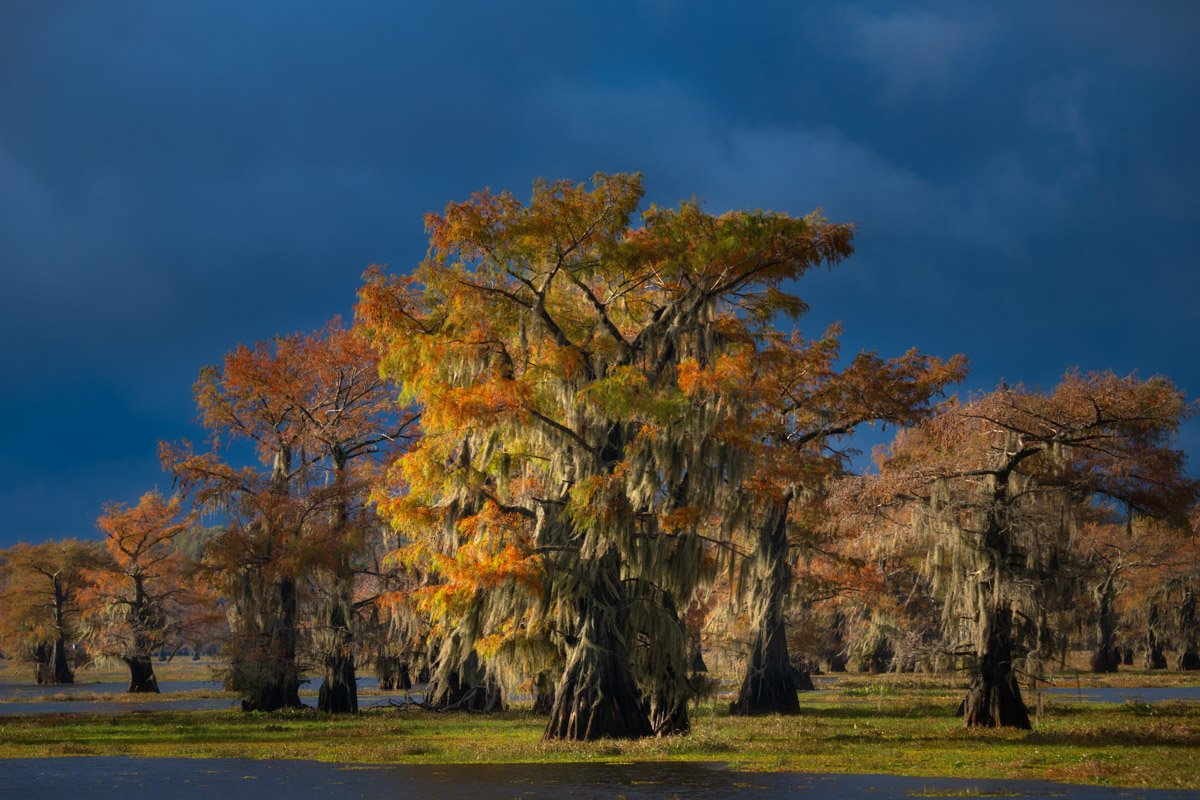 Bayou2022.Web.1200px-14.jpg